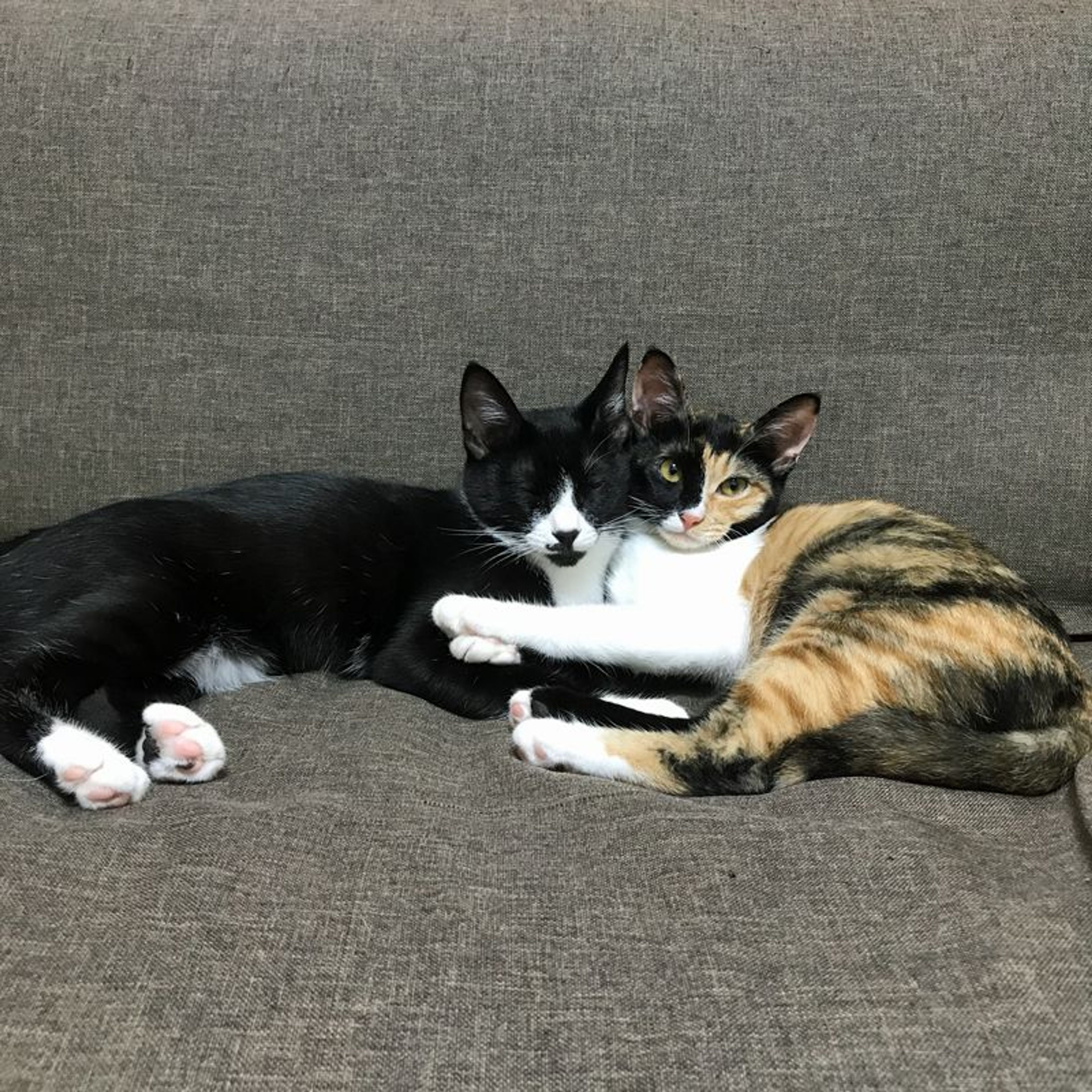pet-image-8