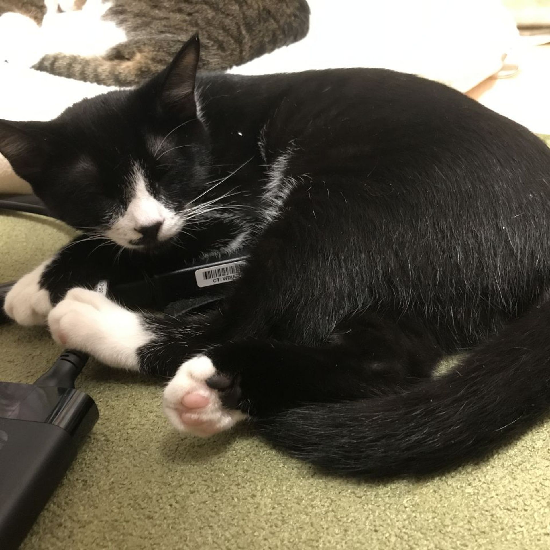 雑種（ミックス猫）・オスの里親募集の写真