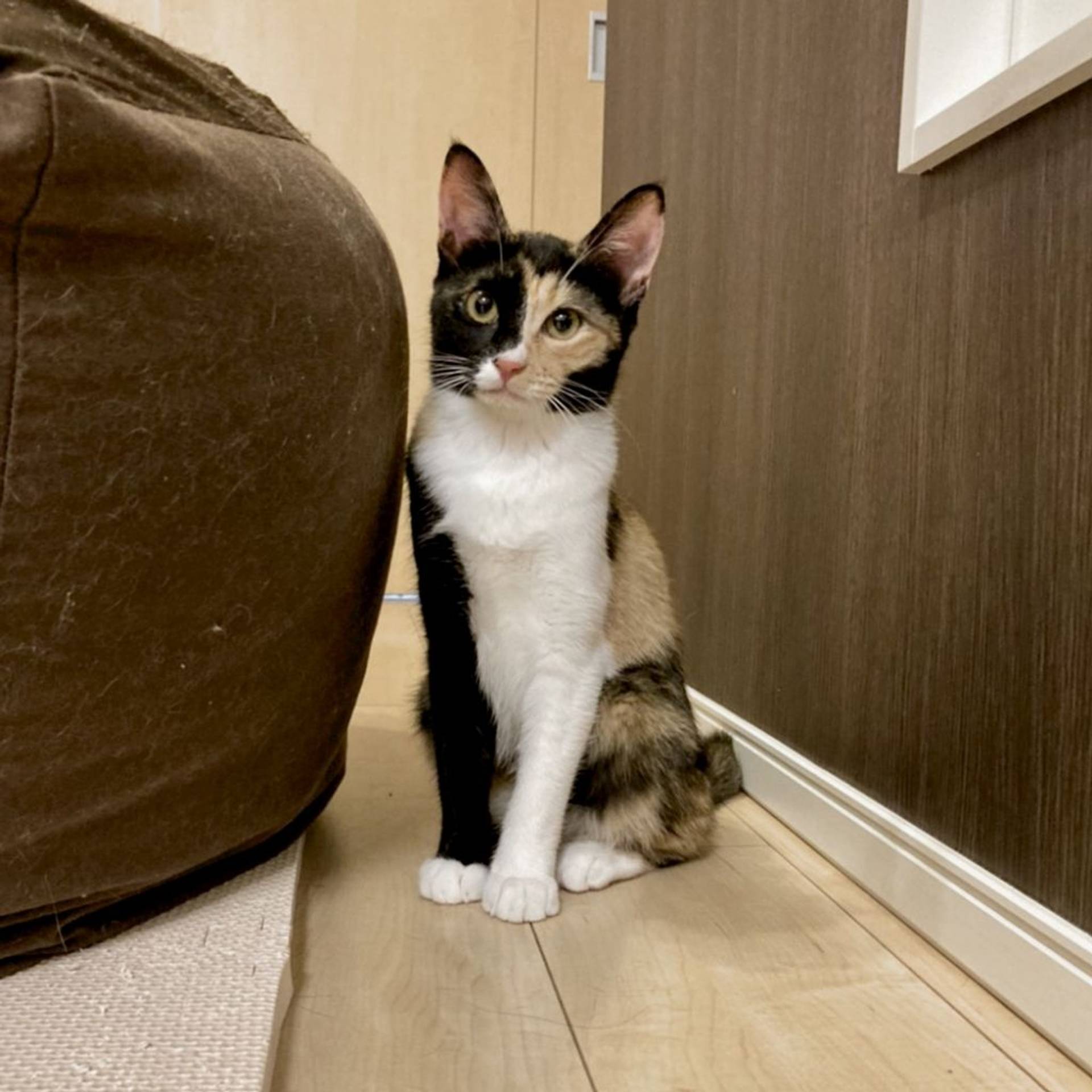 雑種（ミックス猫）・メスの里親募集の写真