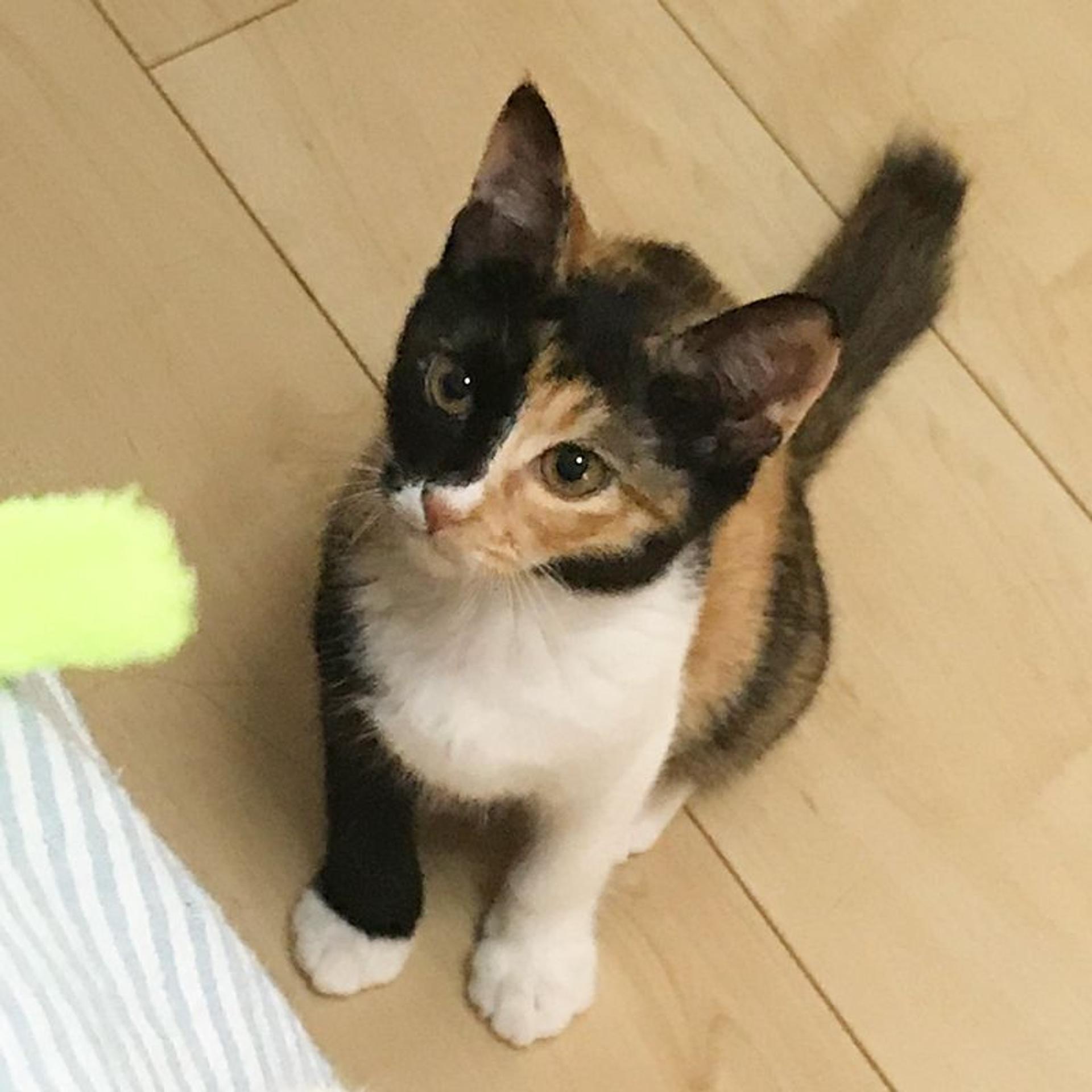 pet-image-7