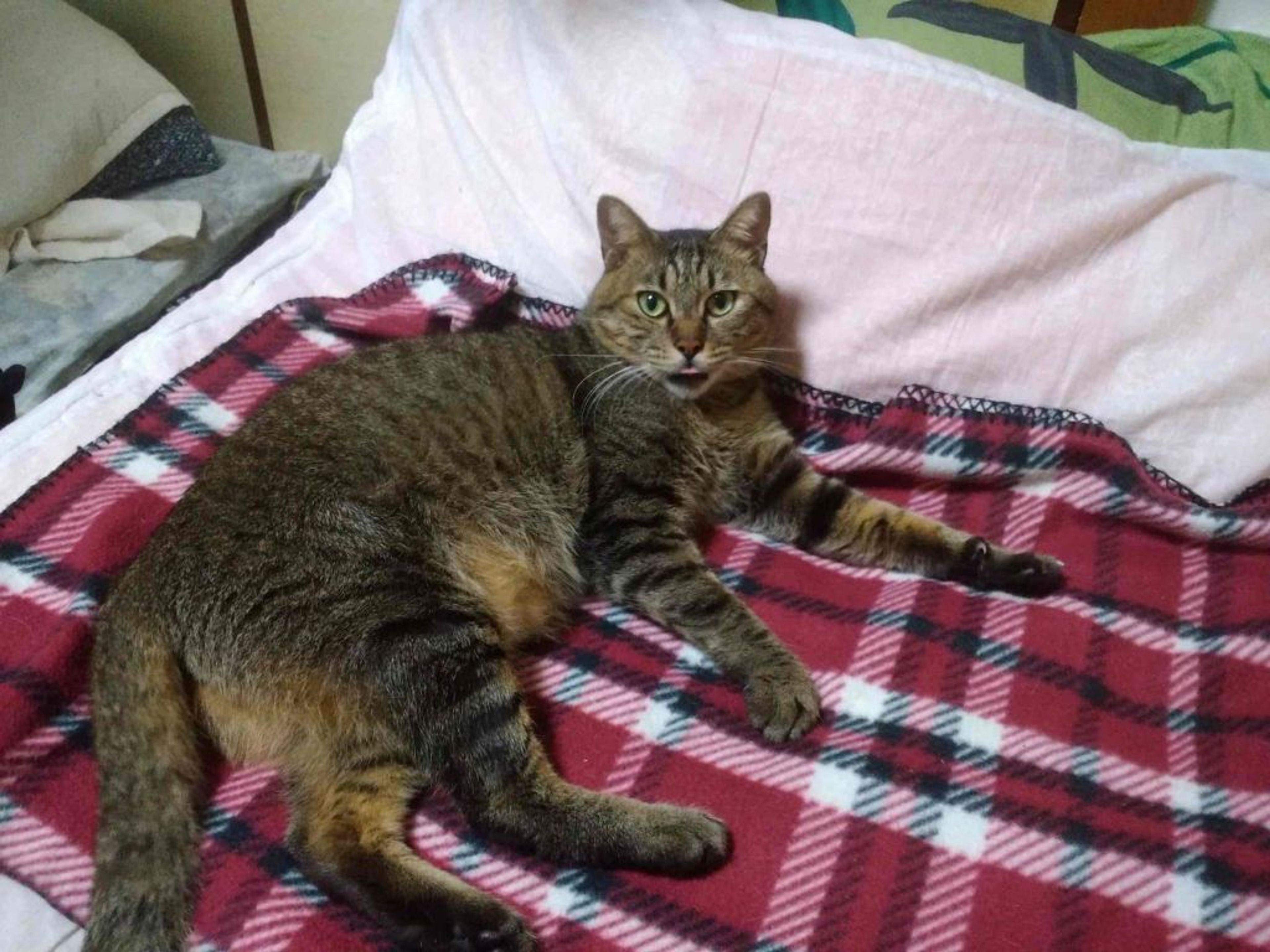 雑種（ミックス猫）・オスの里親募集の写真
