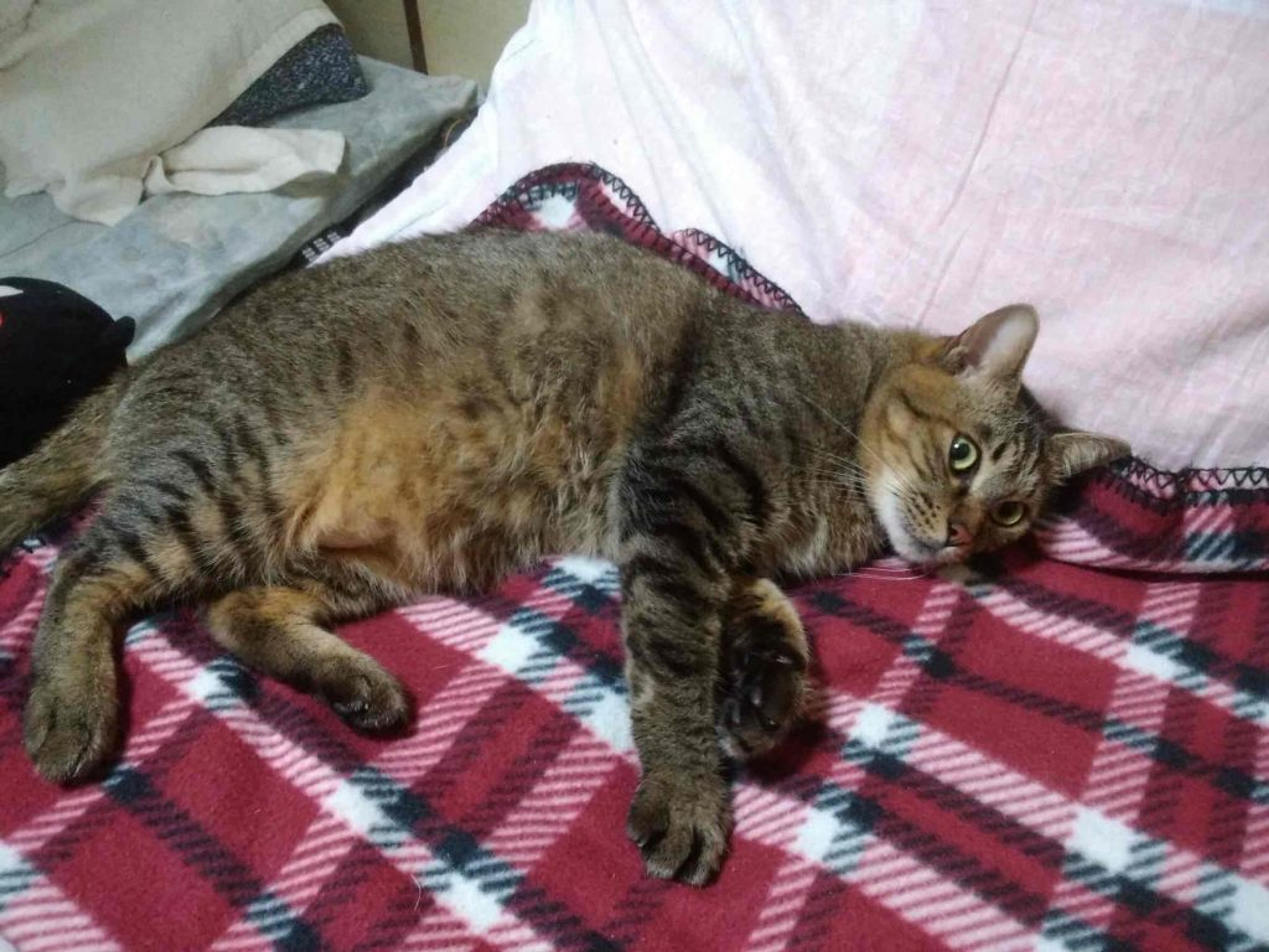 pet-image-2