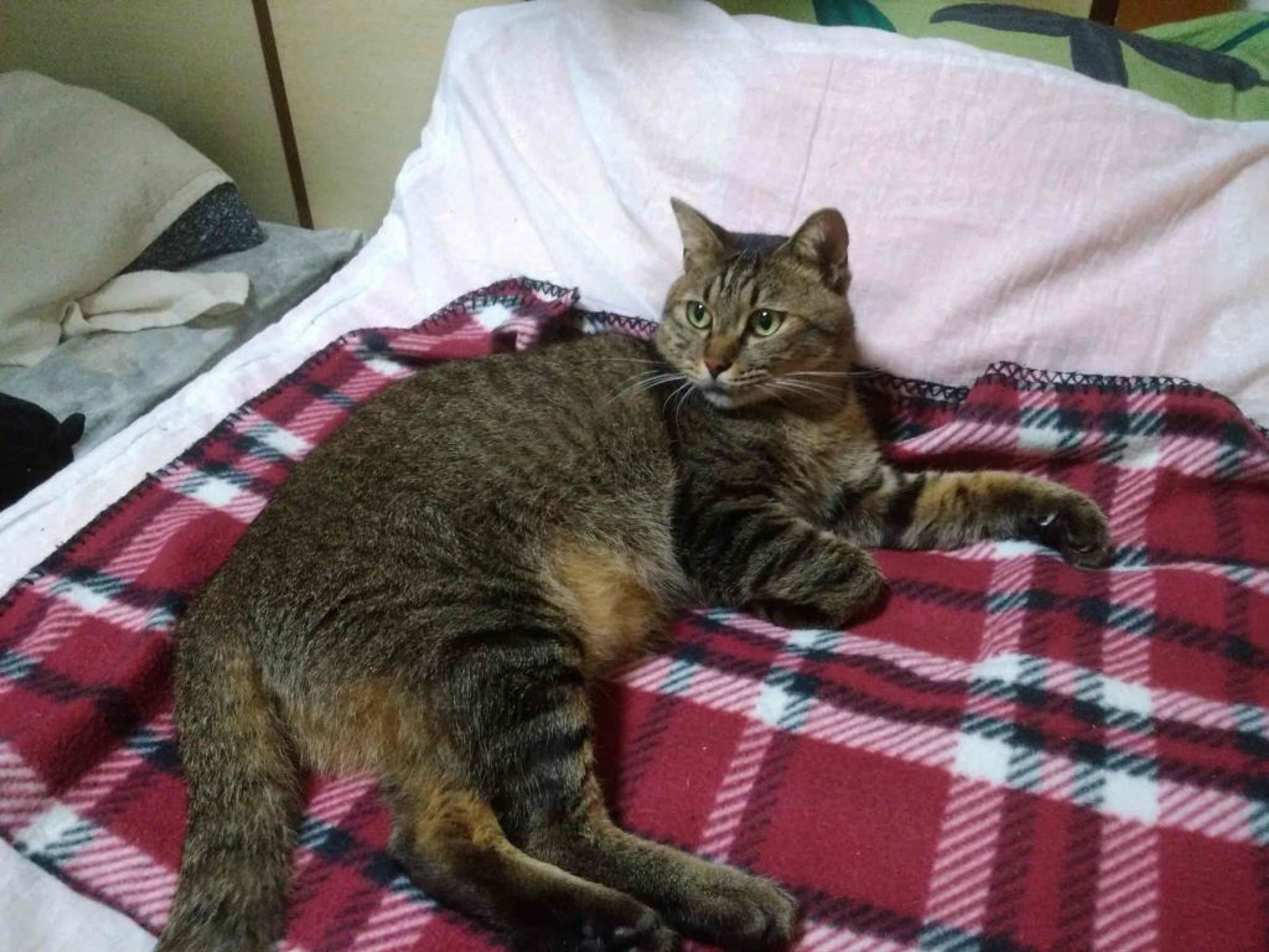 pet-image-3