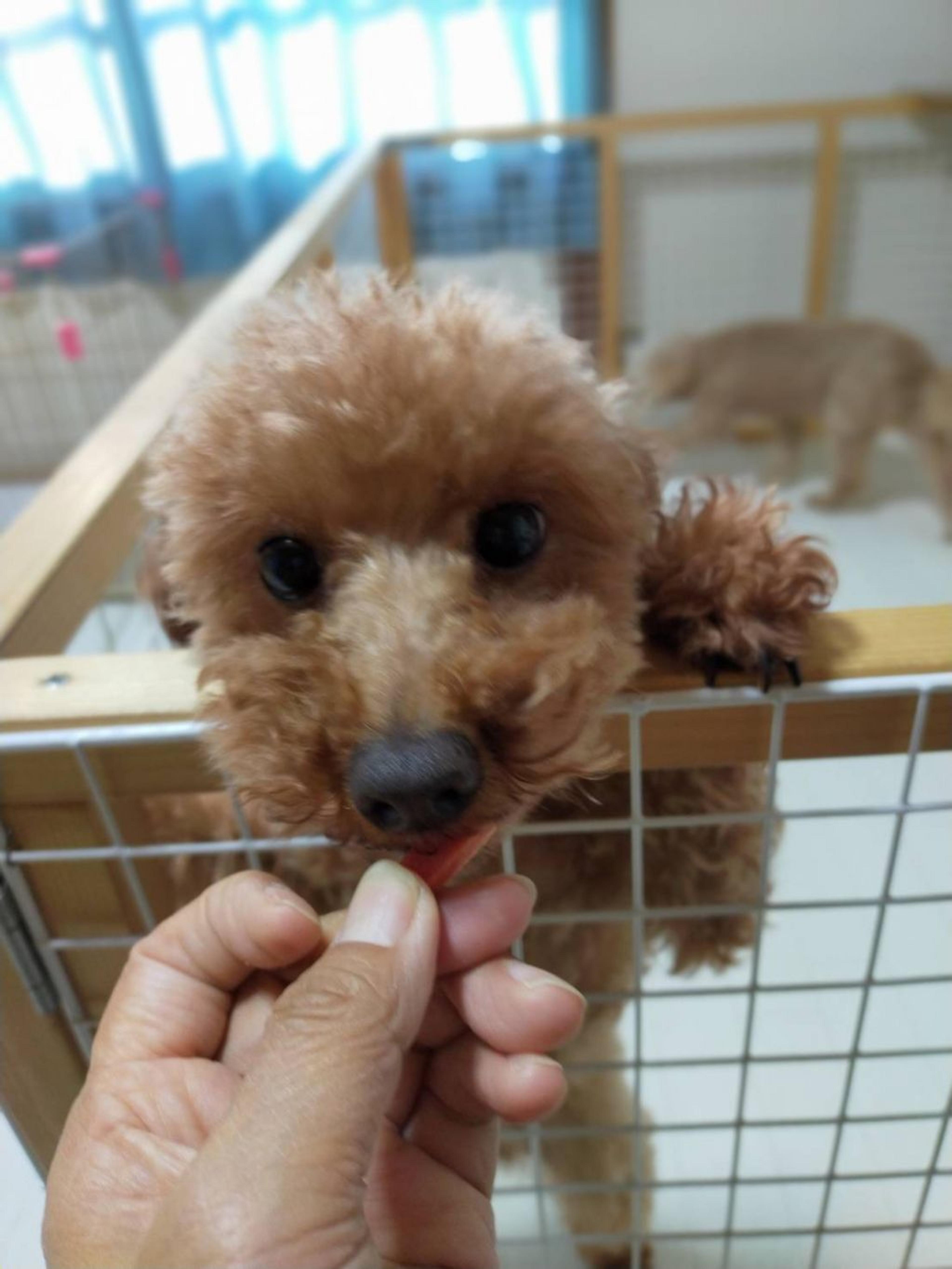 pet-image-2