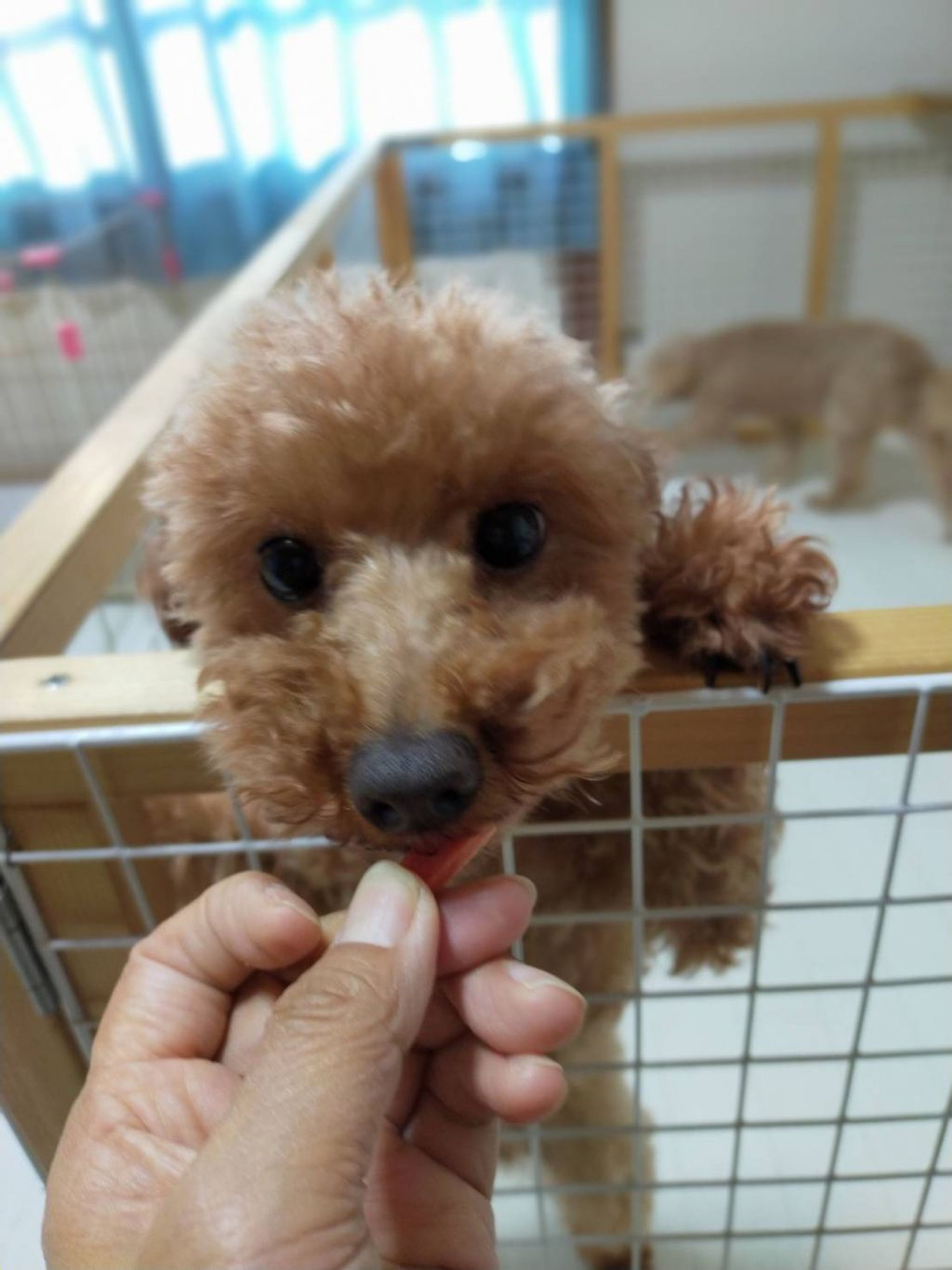pet-image-2