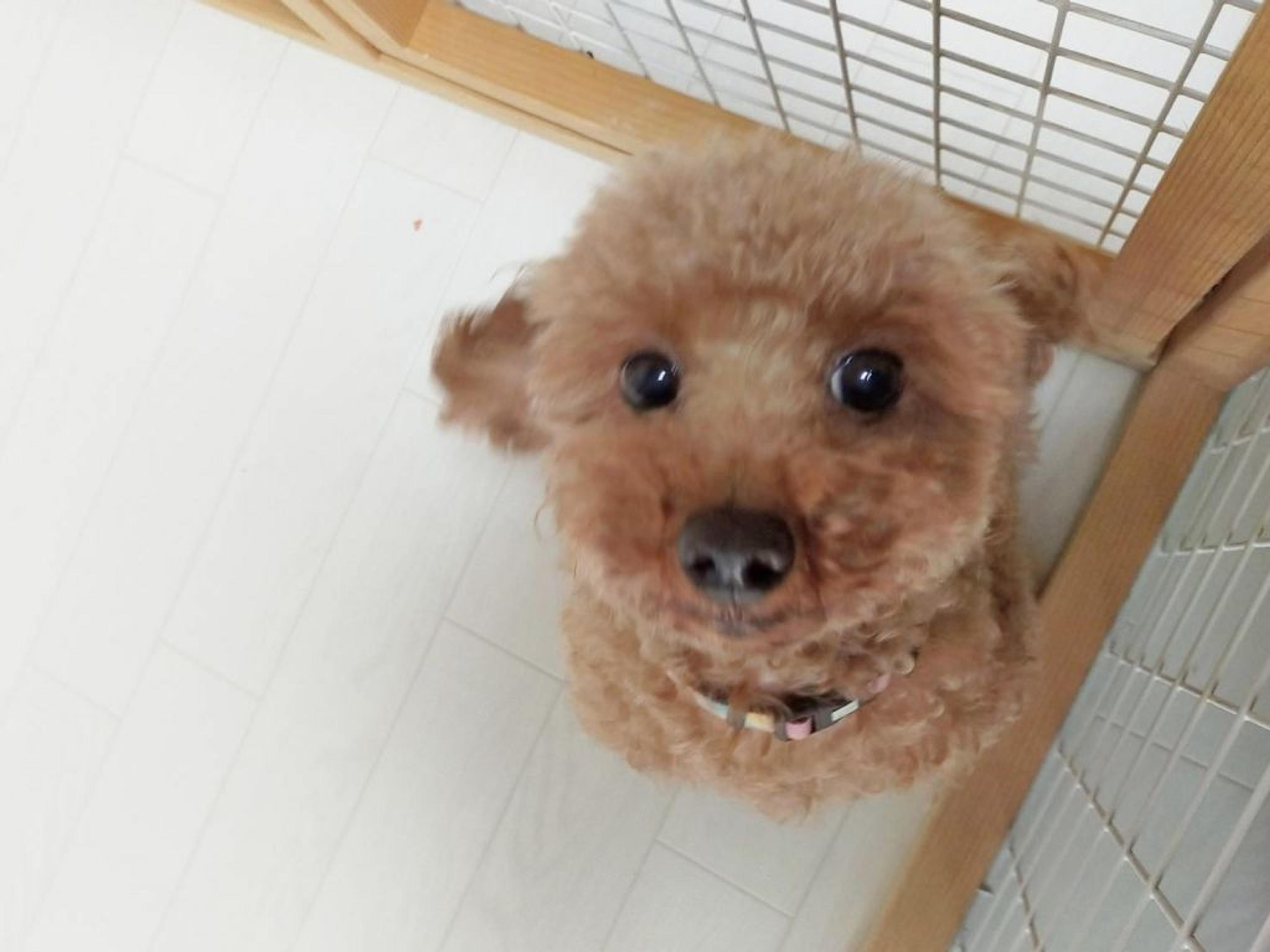 pet-image-3