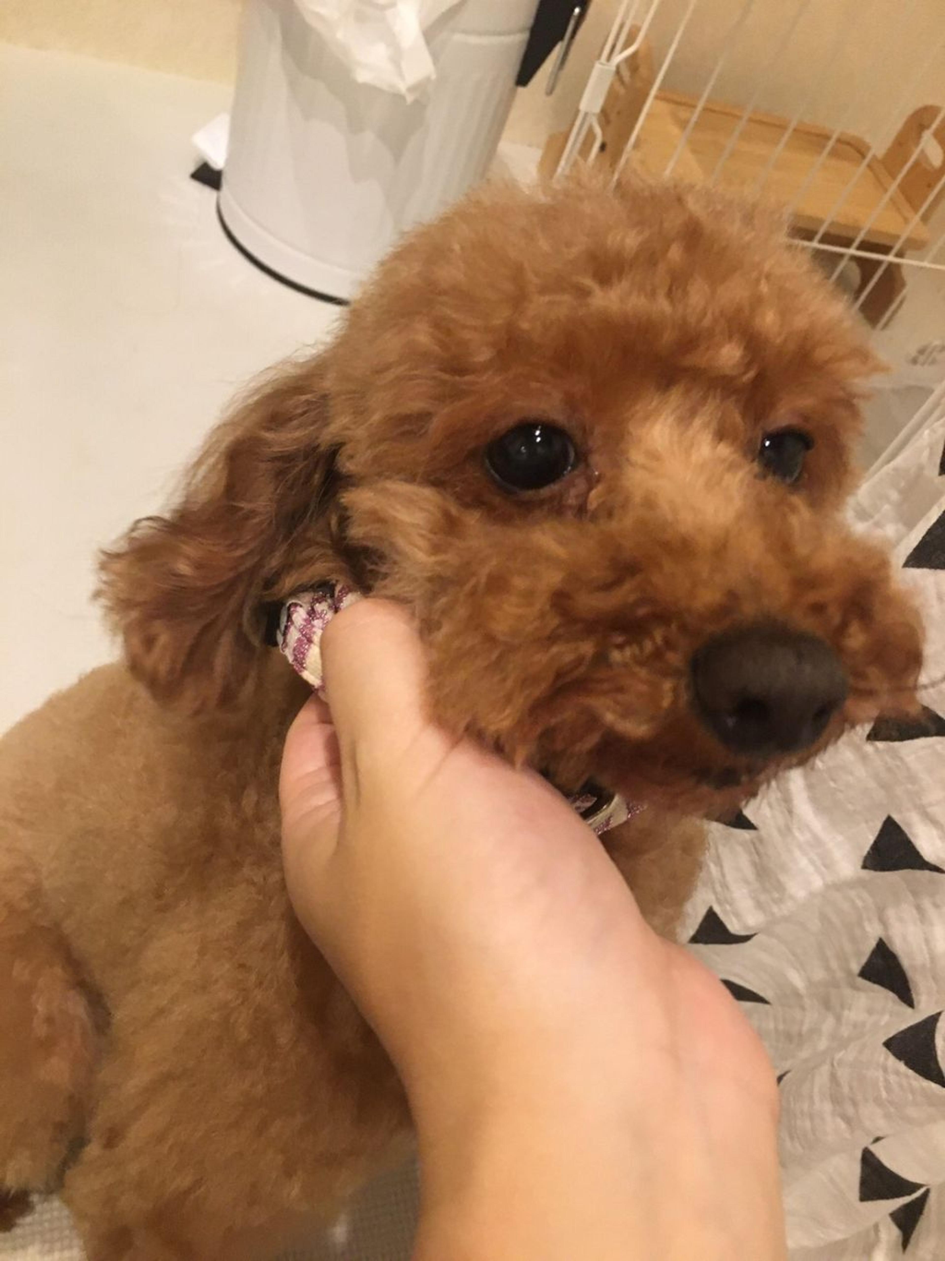 pet-image-4