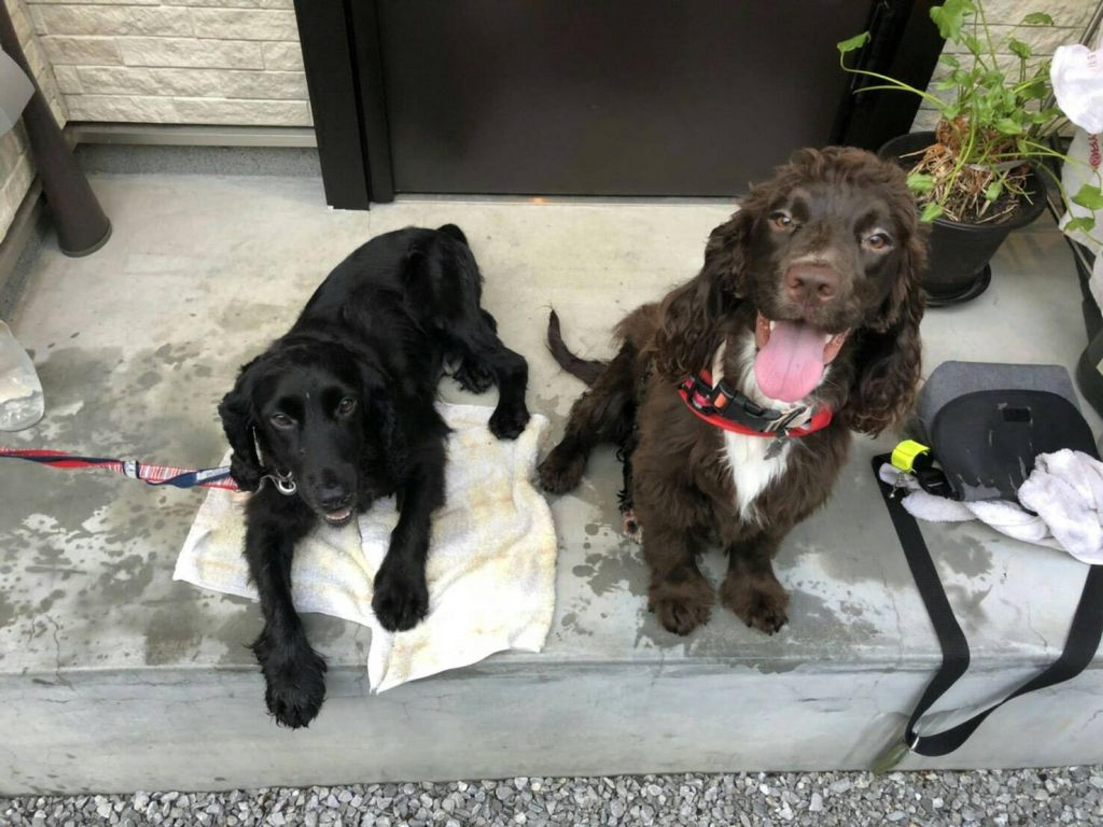 pet-image-2
