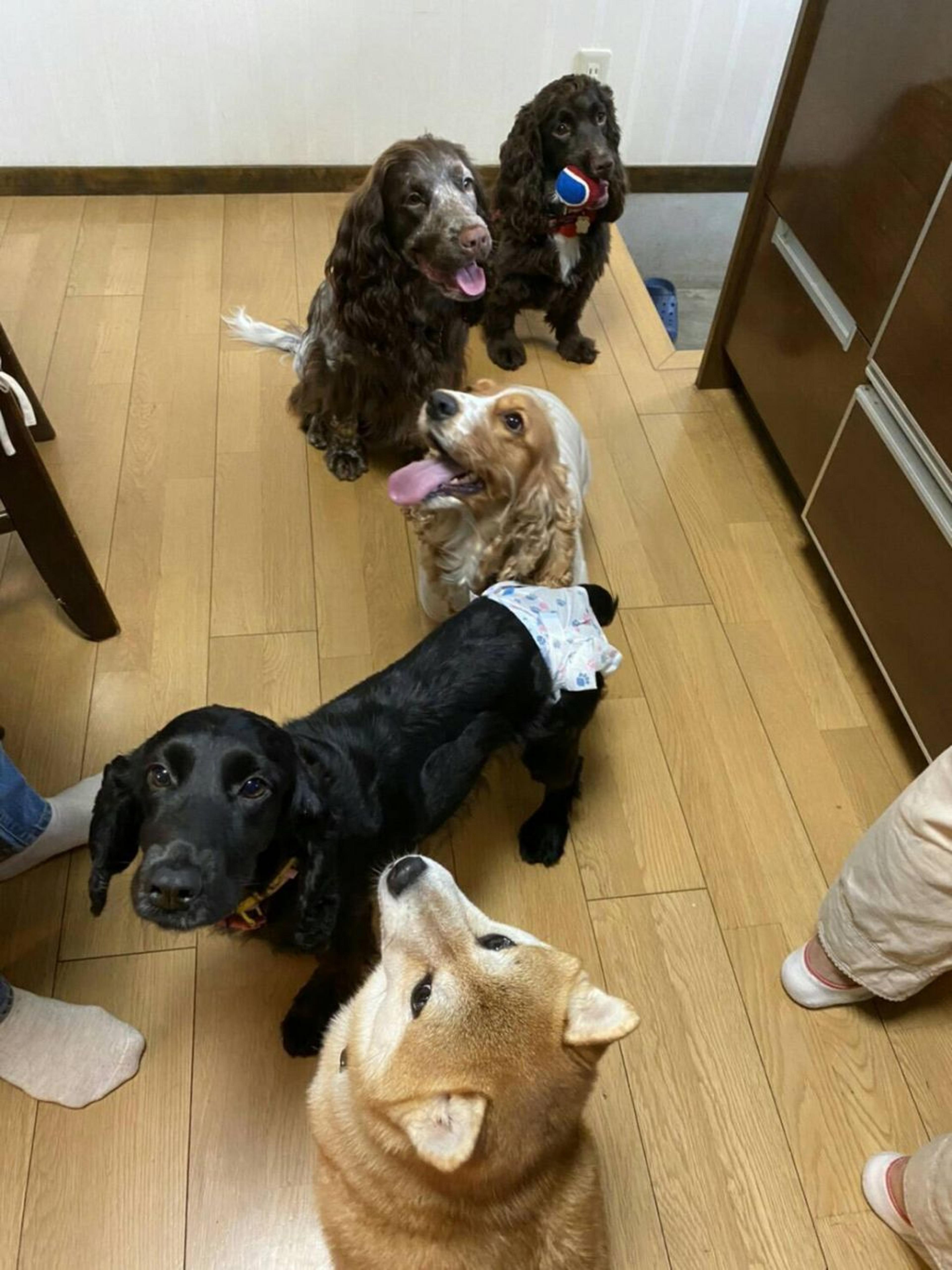 pet-image-3