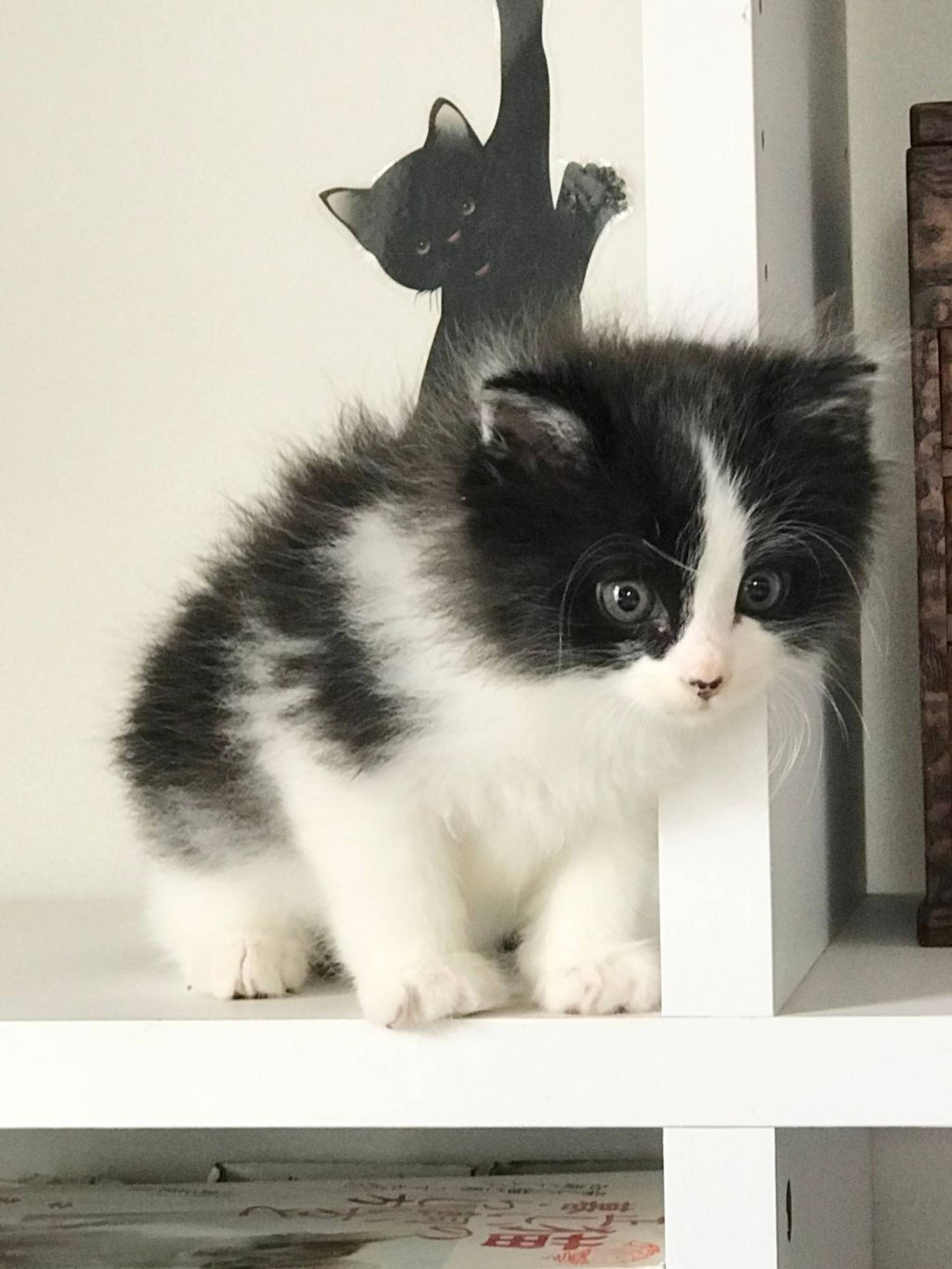 雑種（ミックス猫）・オスの里親募集の写真