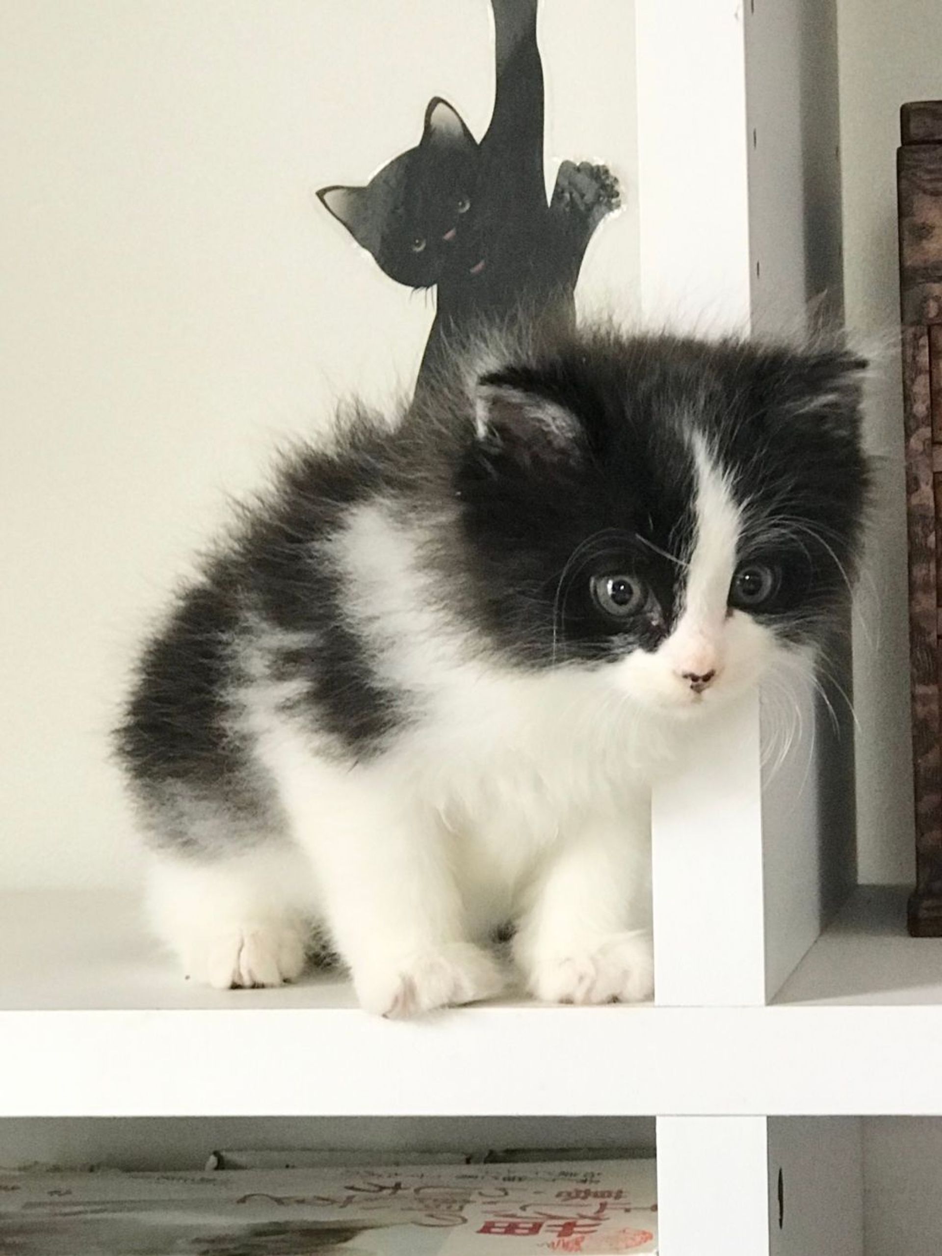 雑種（ミックス猫）・オスの里親募集の写真