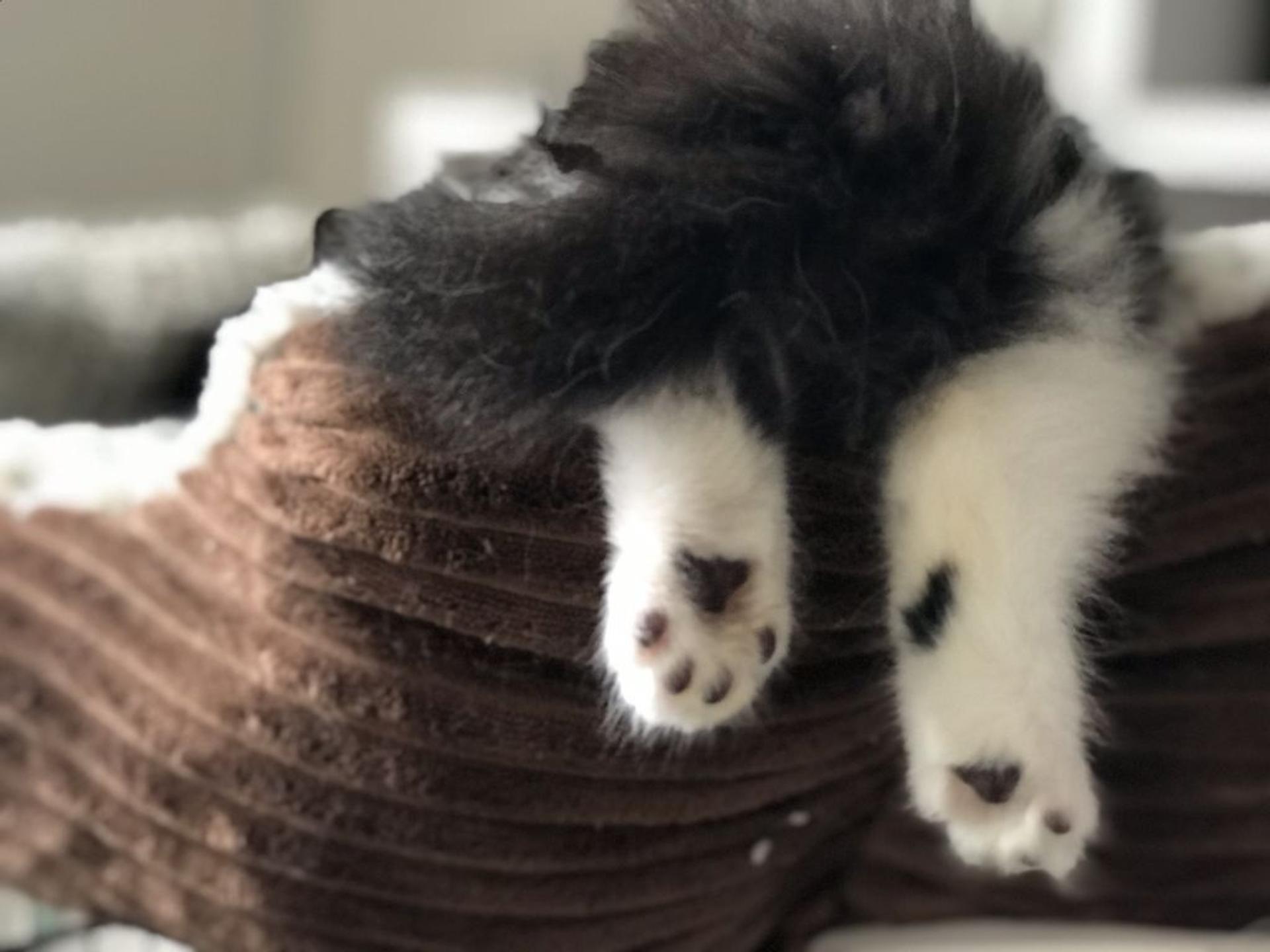 pet-image-5