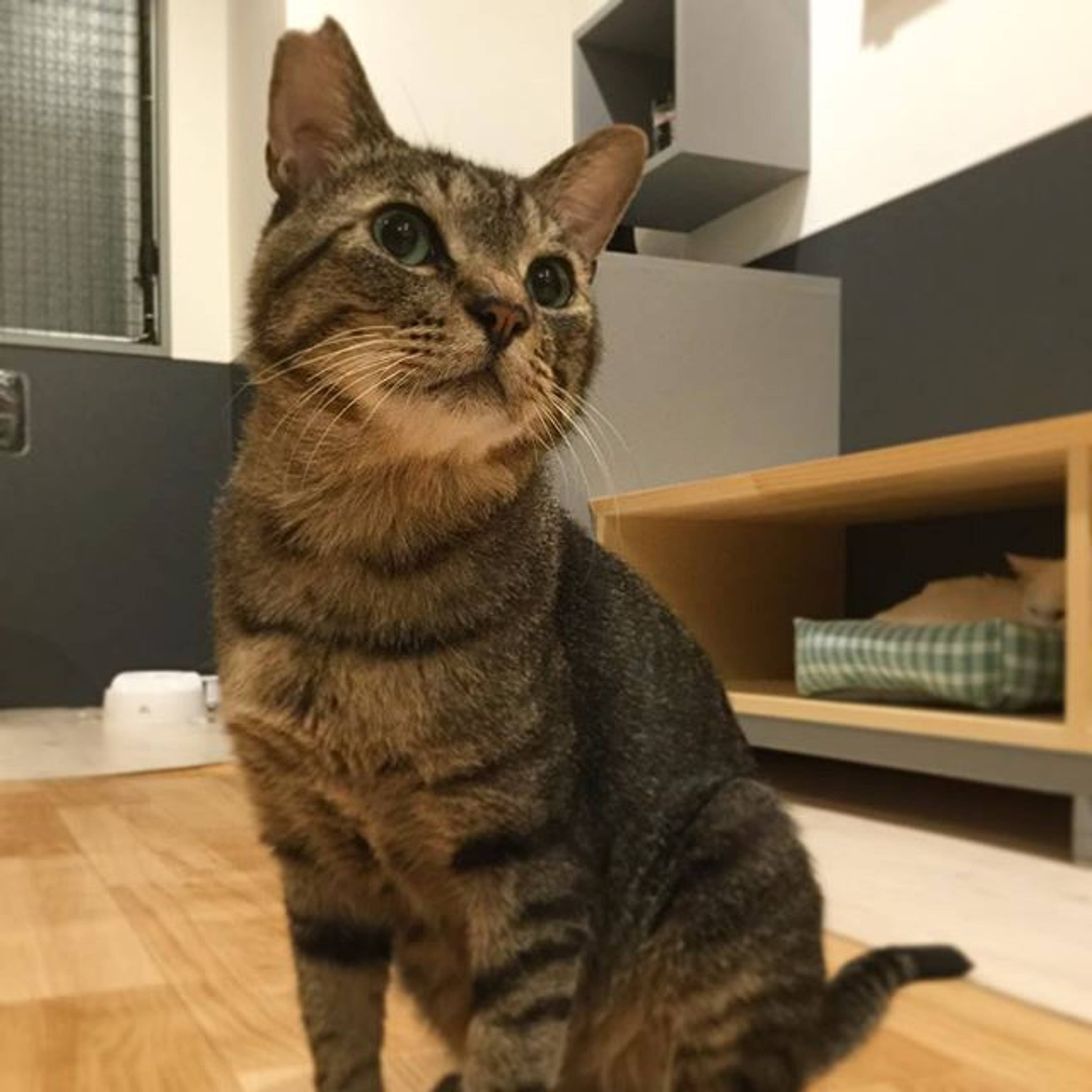 雑種（ミックス猫）・オスの里親募集の写真