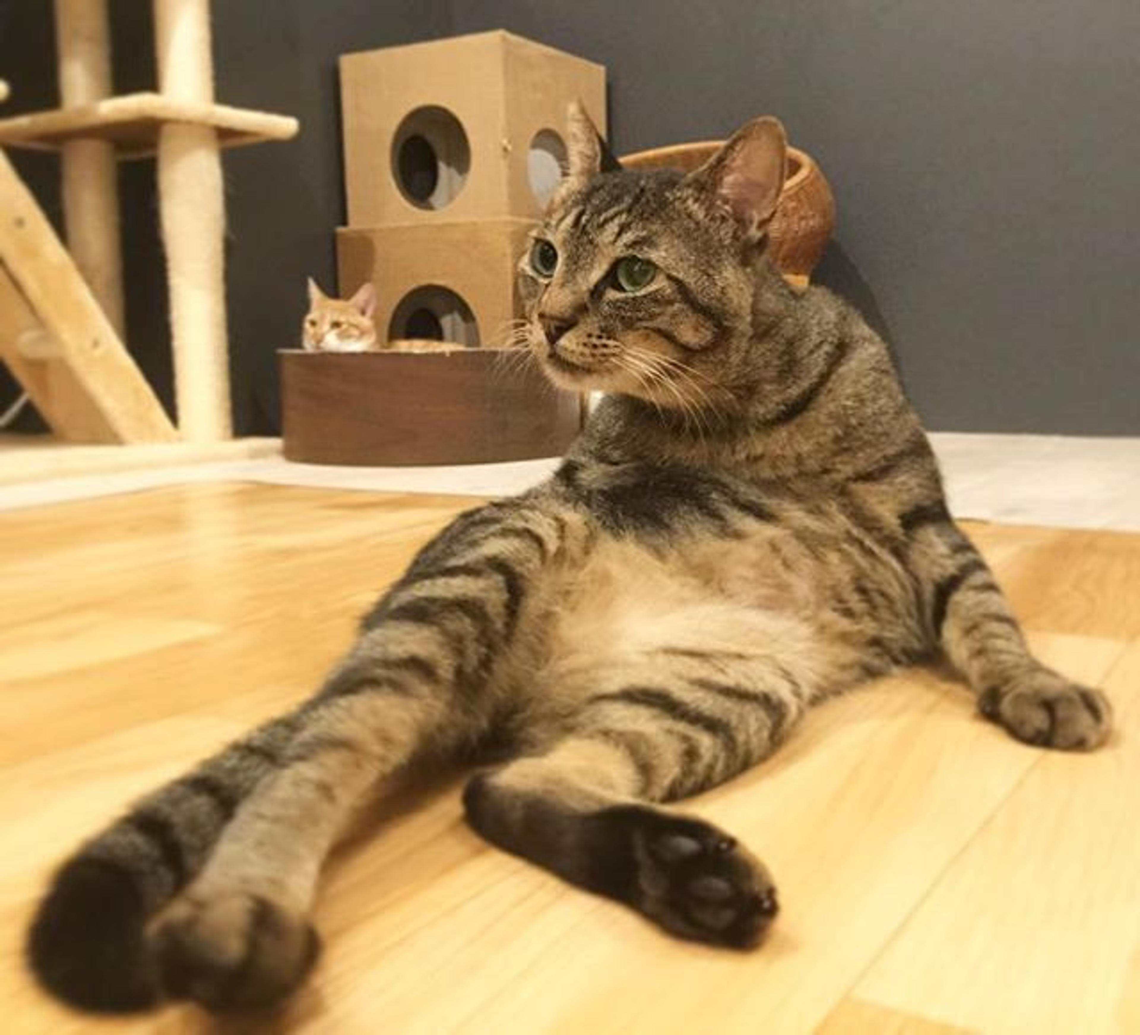 pet-image-2