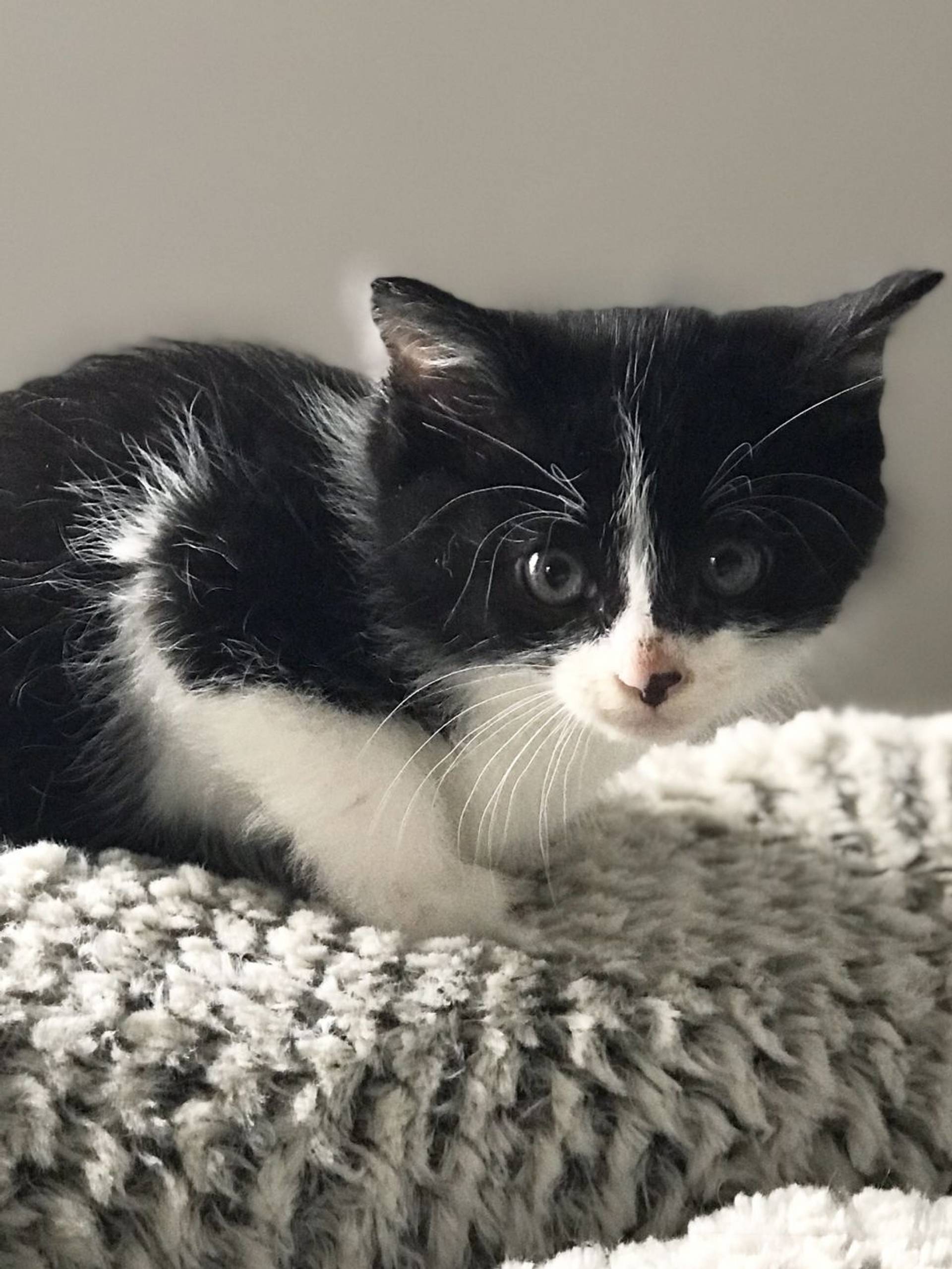 雑種（ミックス猫）・オスの里親募集の写真