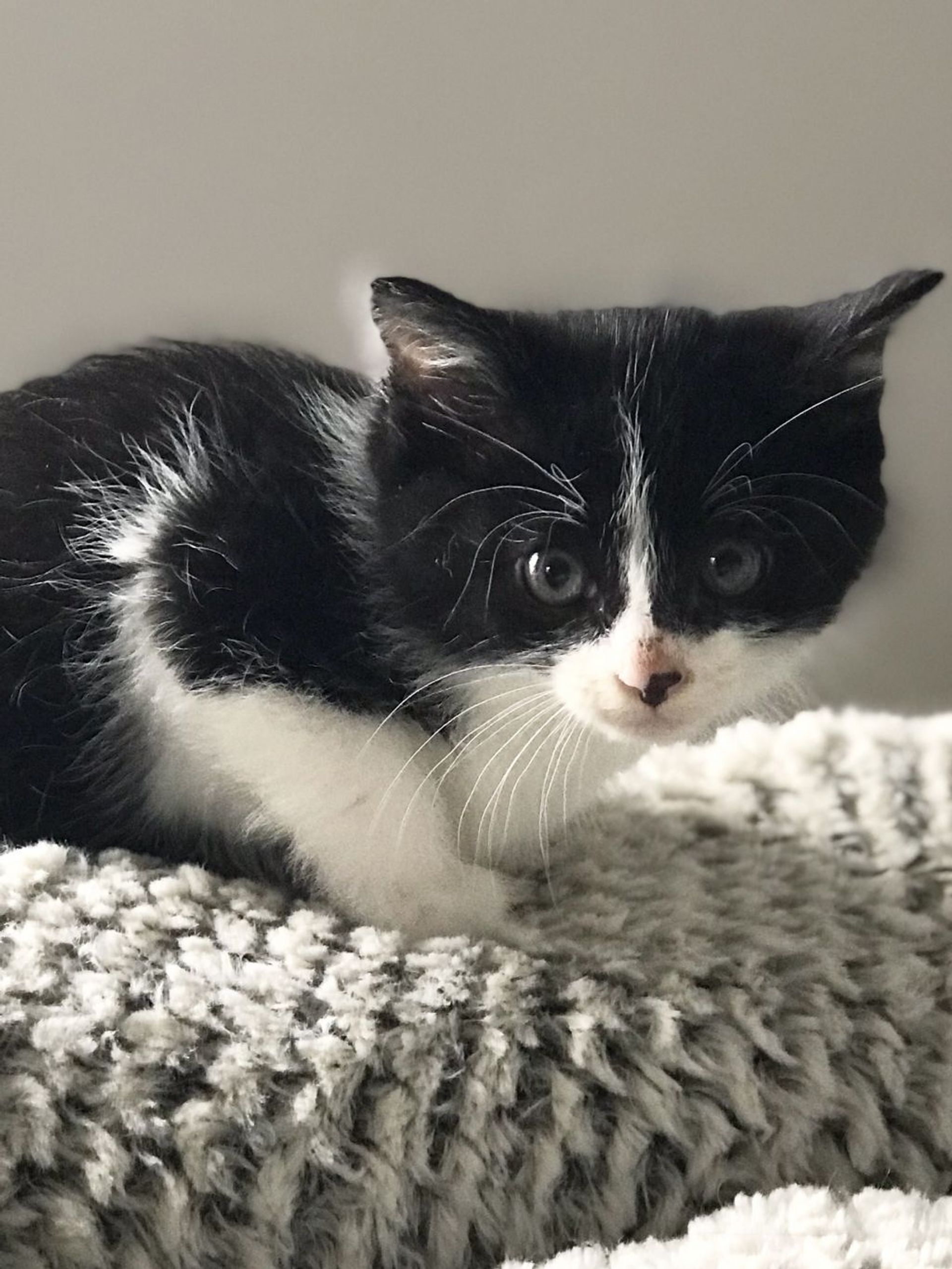 雑種（ミックス猫）・オスの里親募集の写真