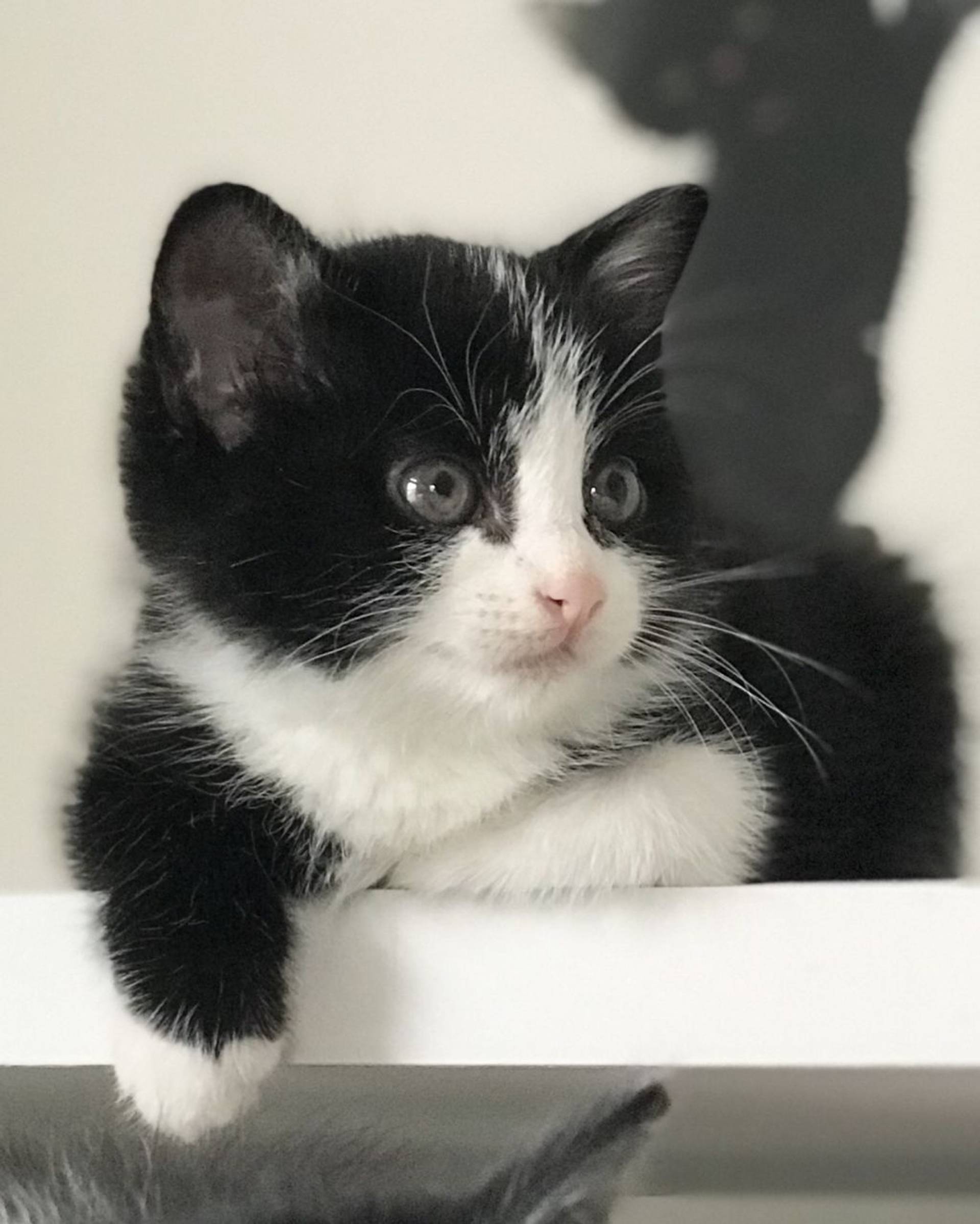 雑種（ミックス猫）・メスの里親募集の写真