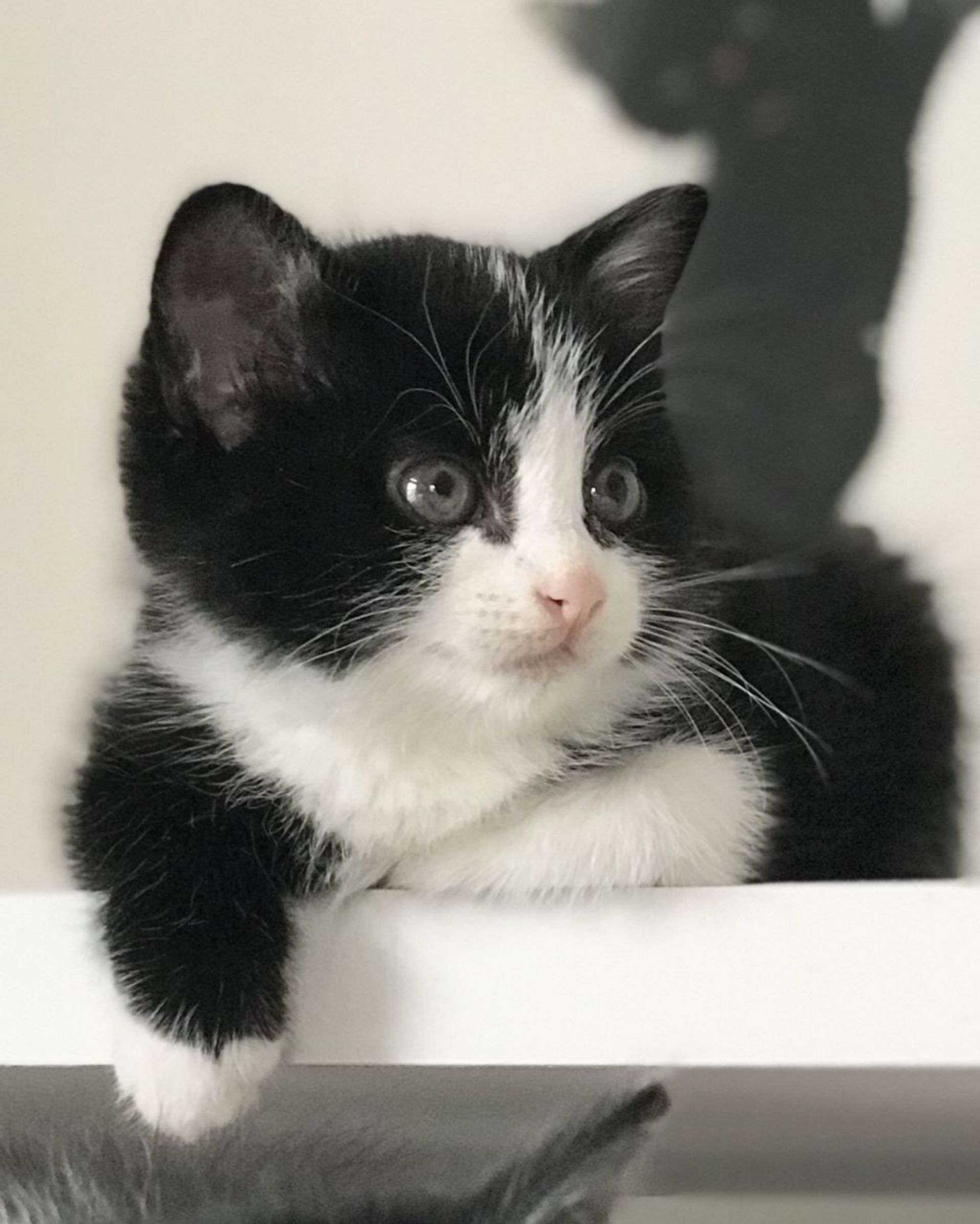 雑種（ミックス猫）・メスの里親募集の写真
