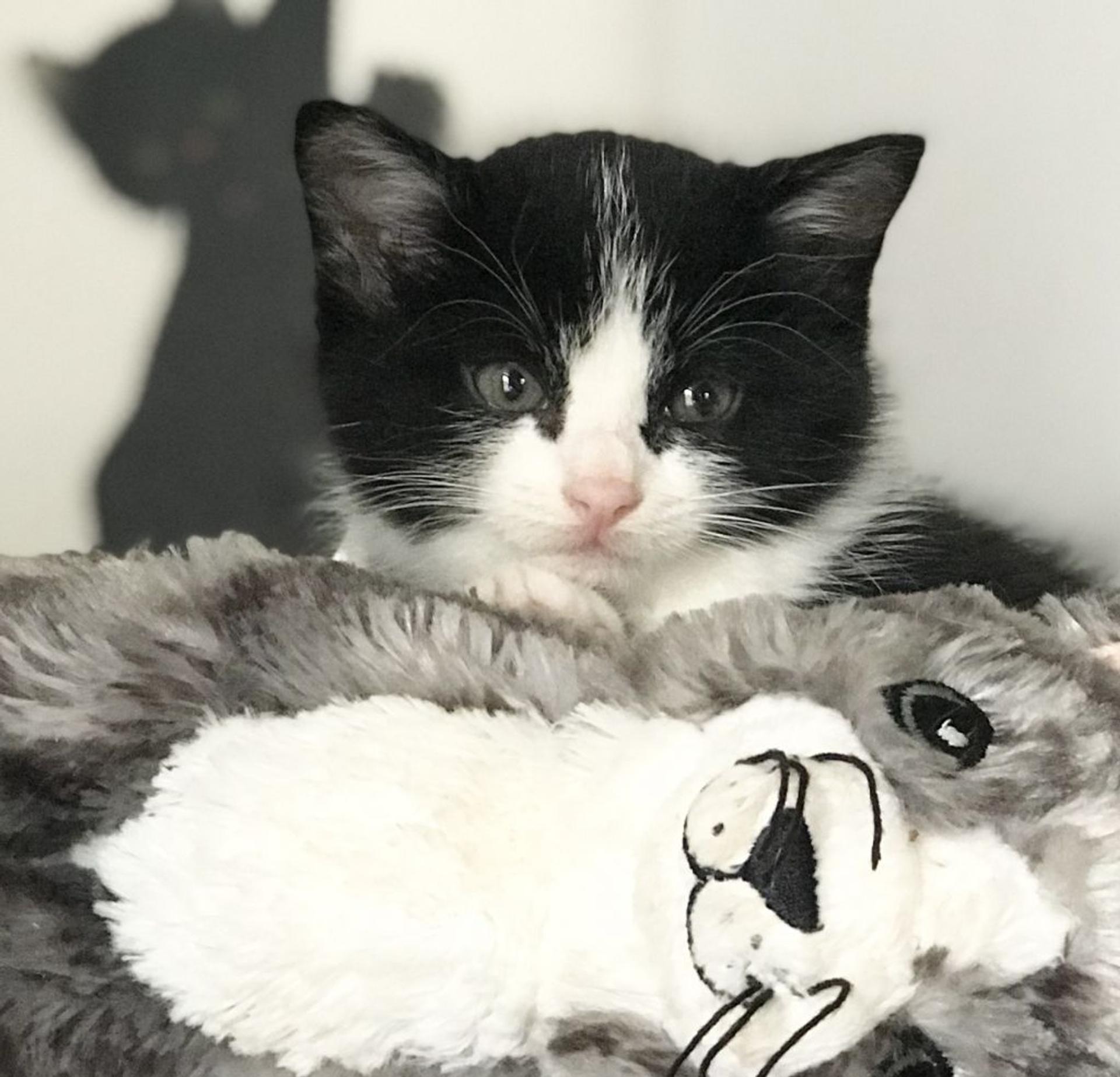 pet-image-2