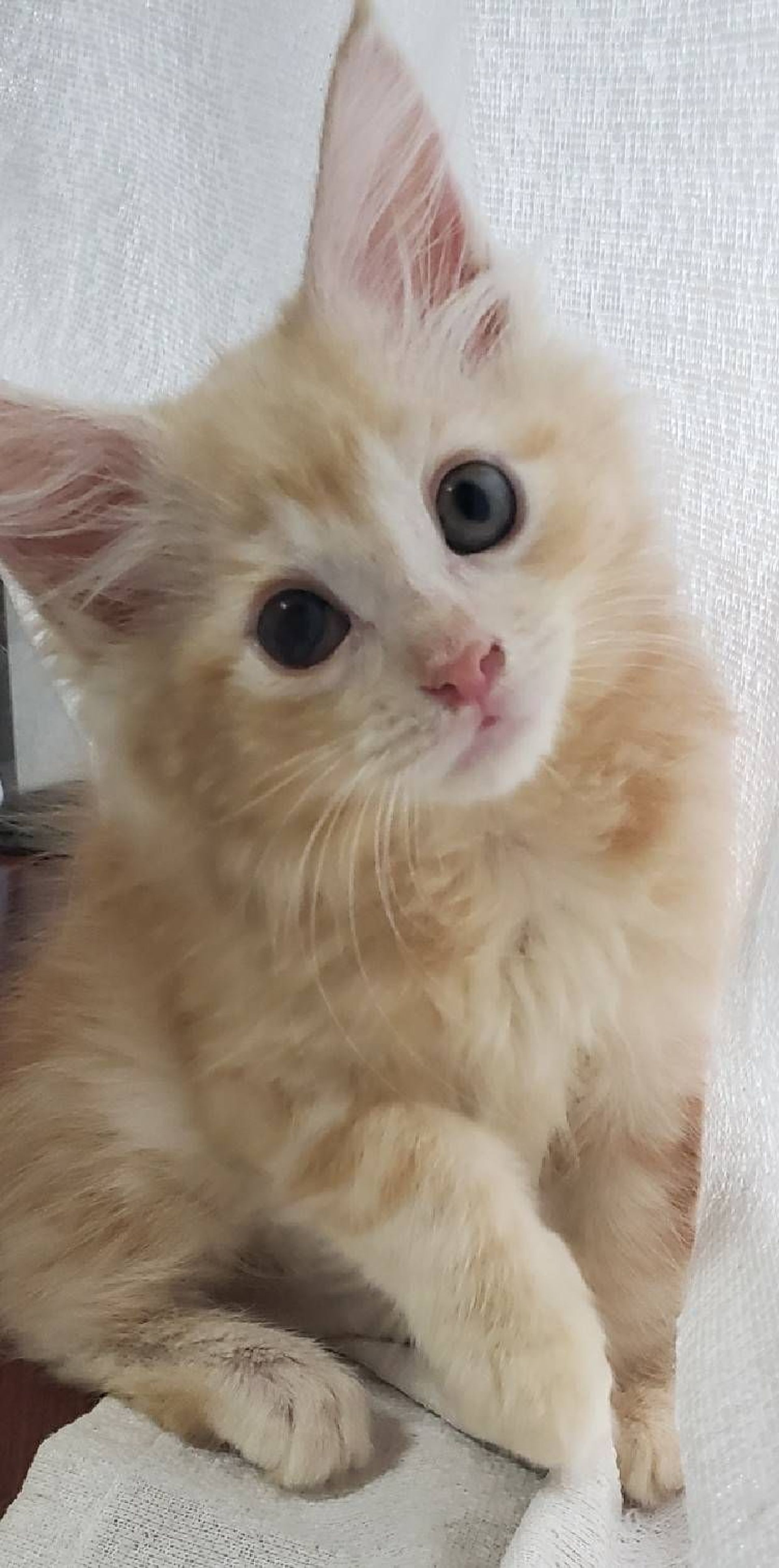 雑種（ミックス猫）・メスの里親募集の写真