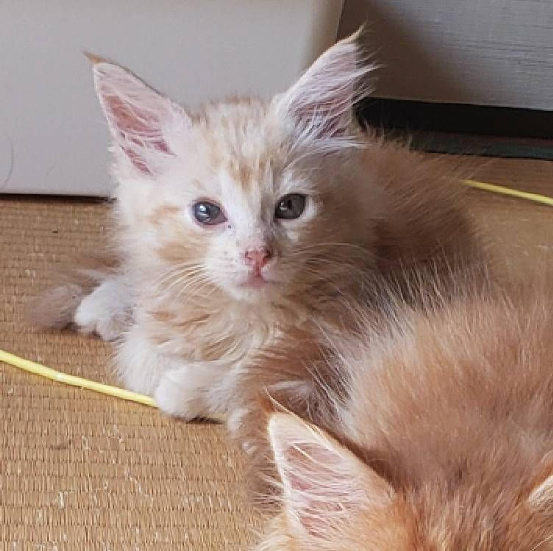 pet-image-3