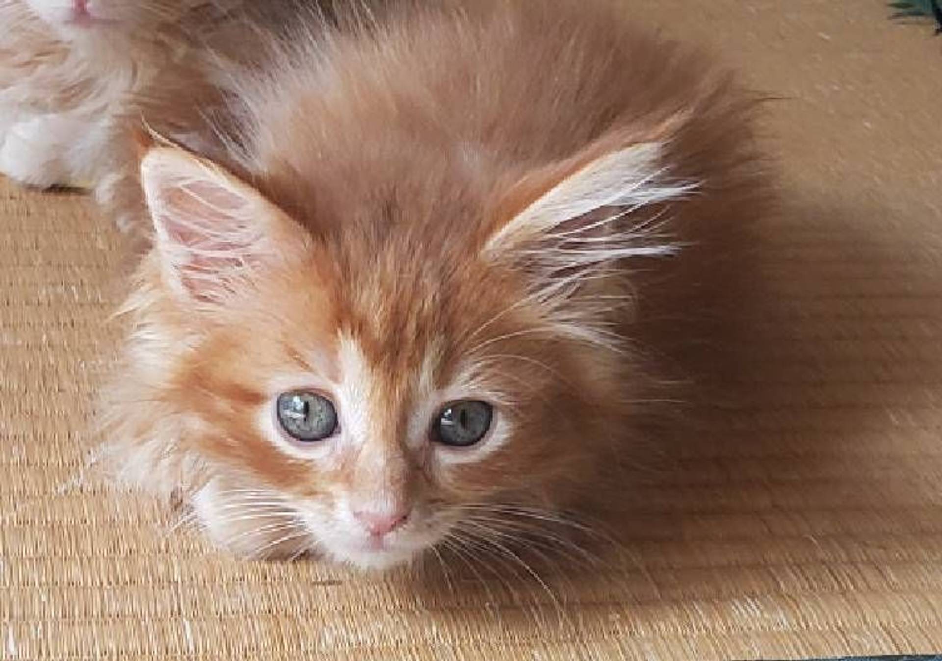 雑種（ミックス猫）・メスの里親募集の写真