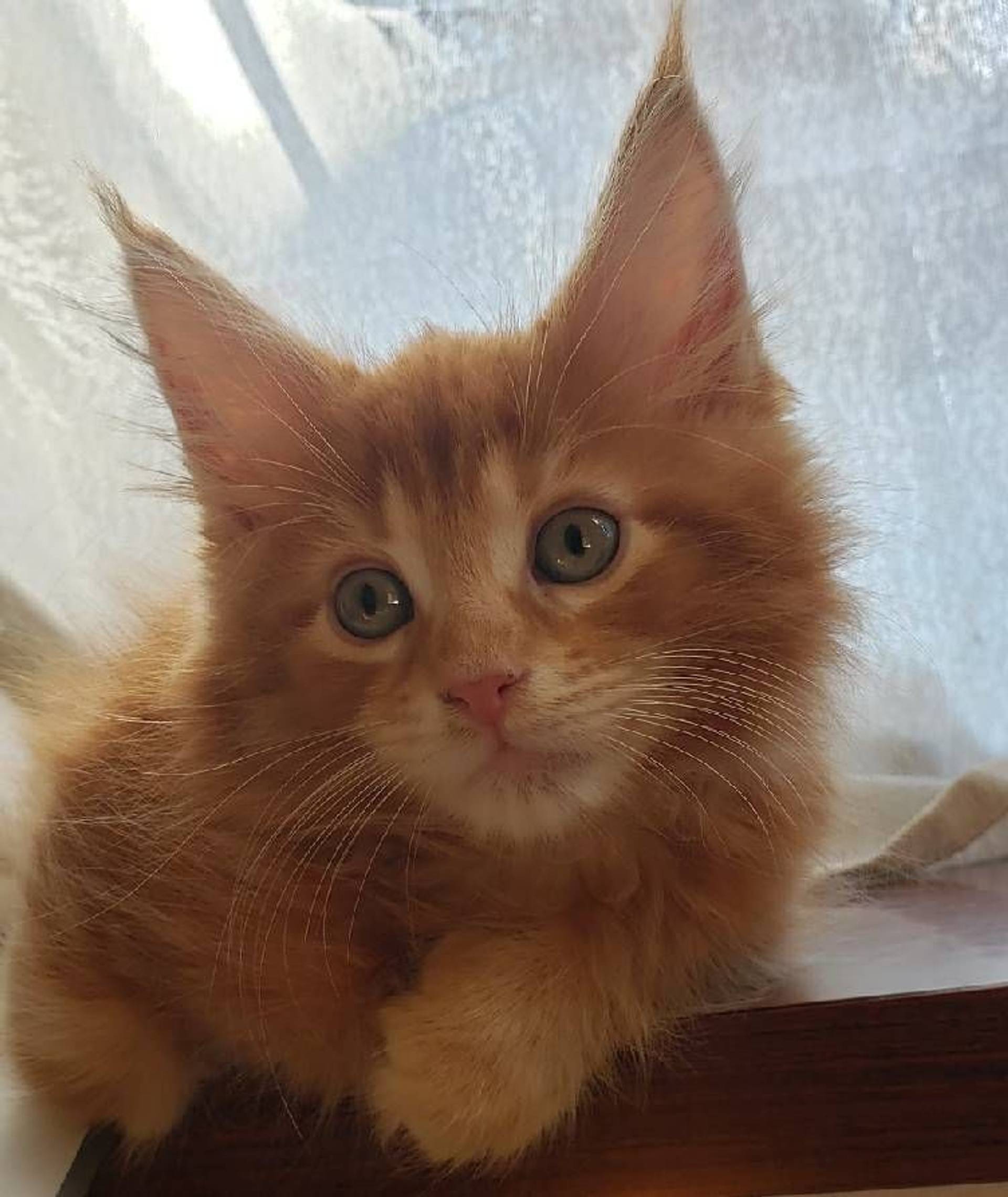 雑種（ミックス猫）・オスの里親募集の写真