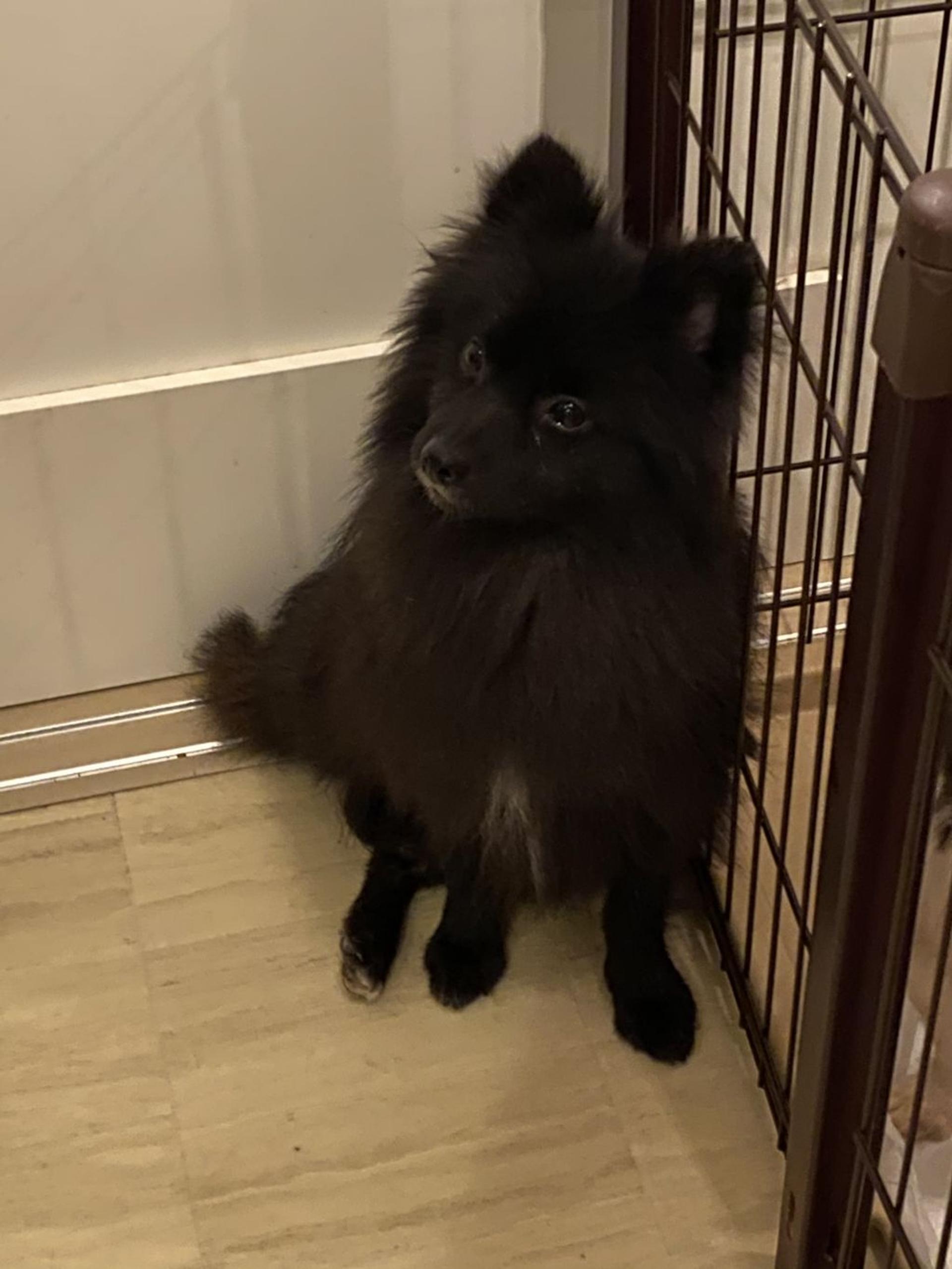 pet-image-2