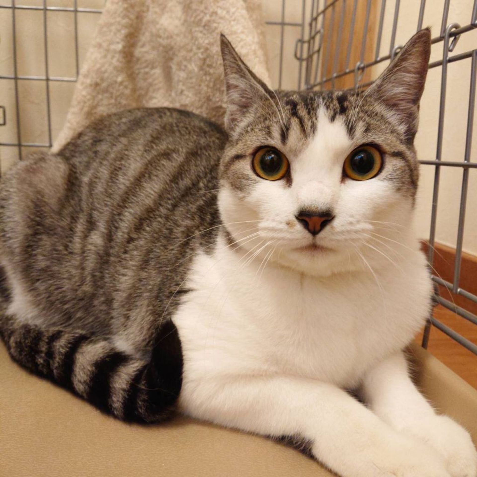 雑種（ミックス猫）・メスの里親募集の写真