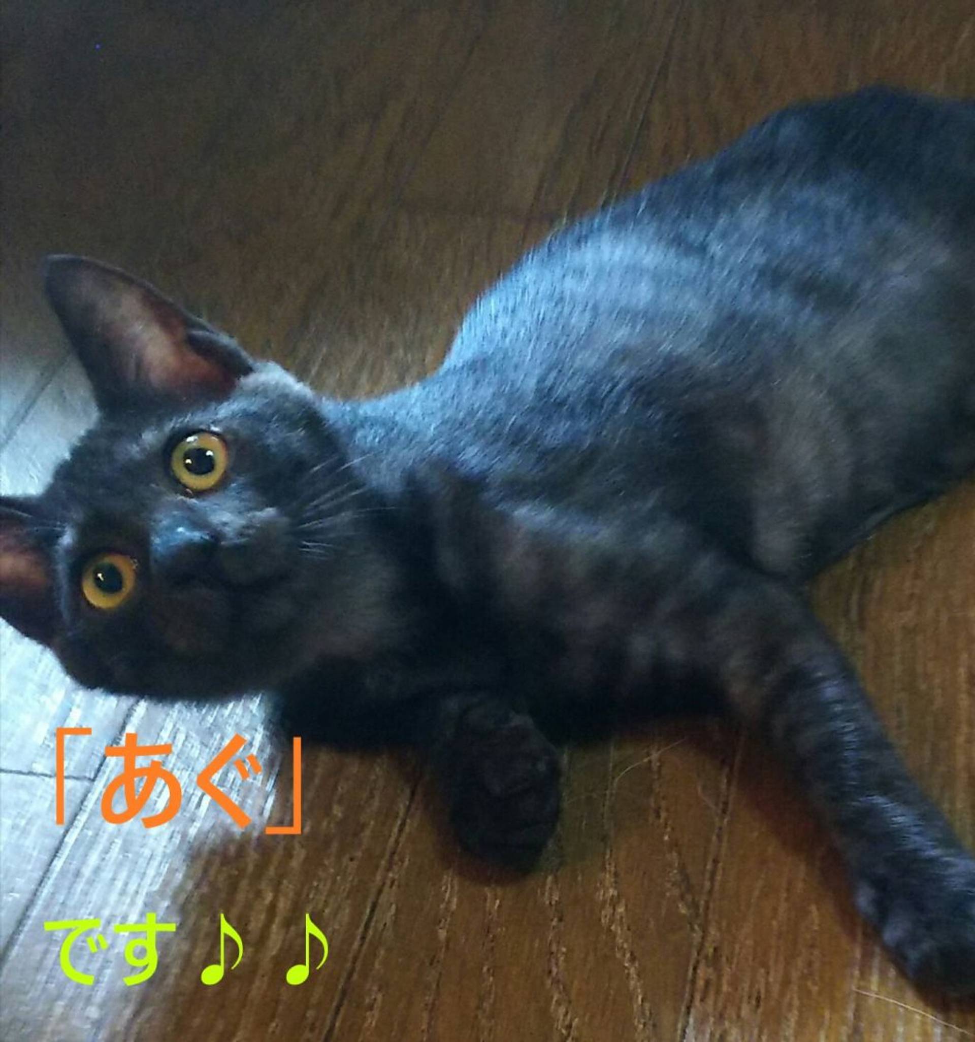 雑種（ミックス猫）・メスの里親募集の写真