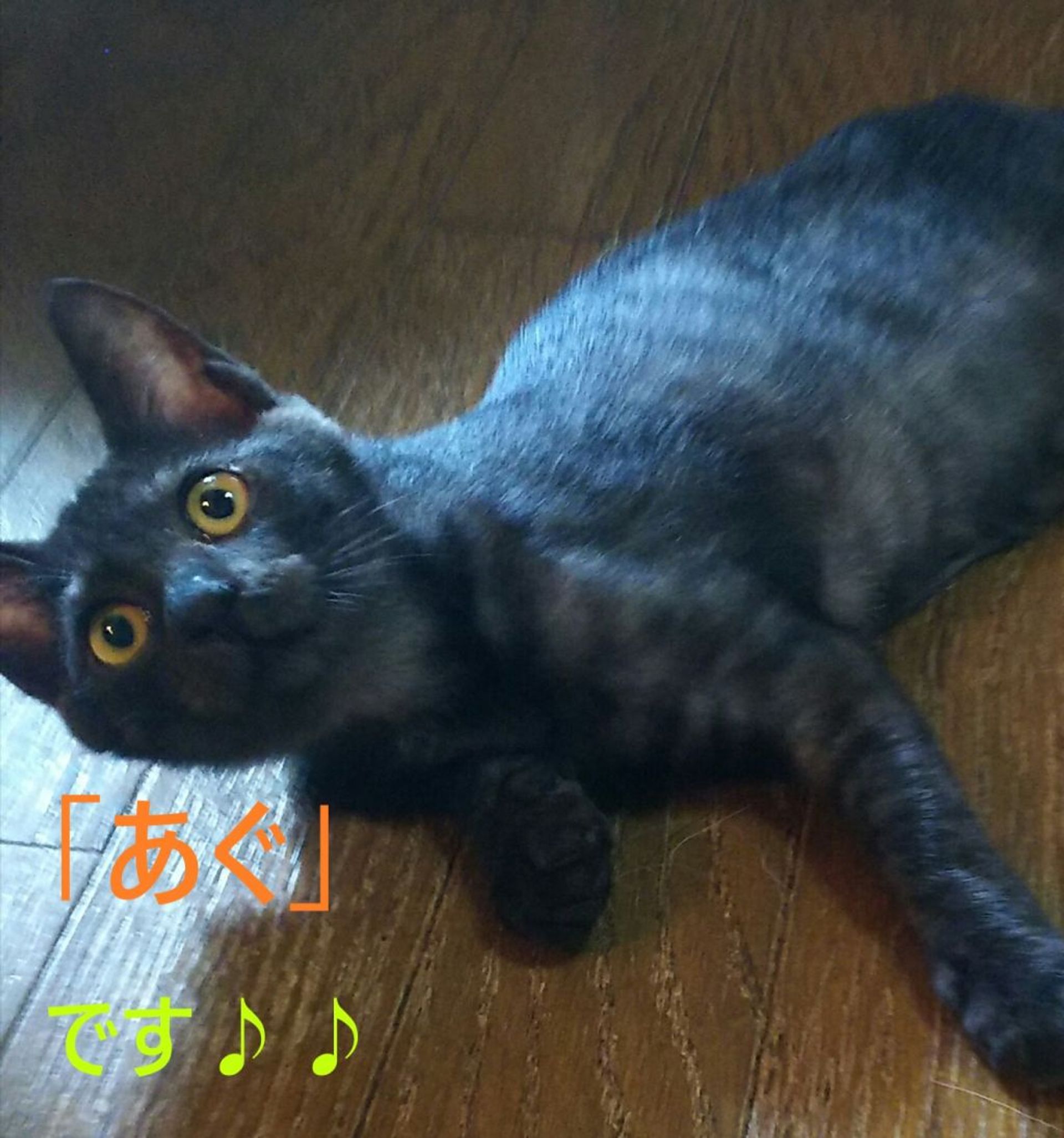 雑種（ミックス猫）・メスの里親募集の写真