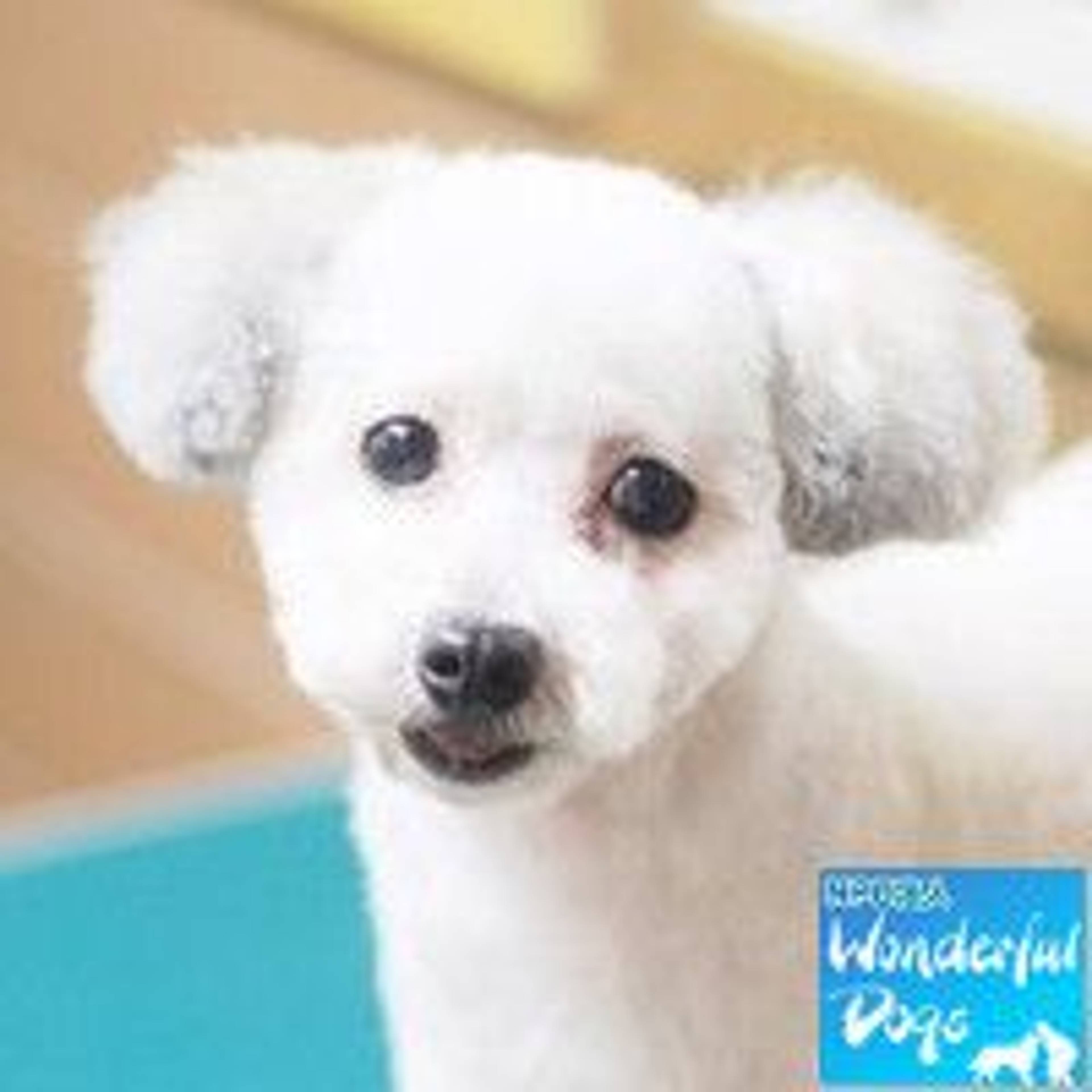 トイプードル・メスの里親募集の写真