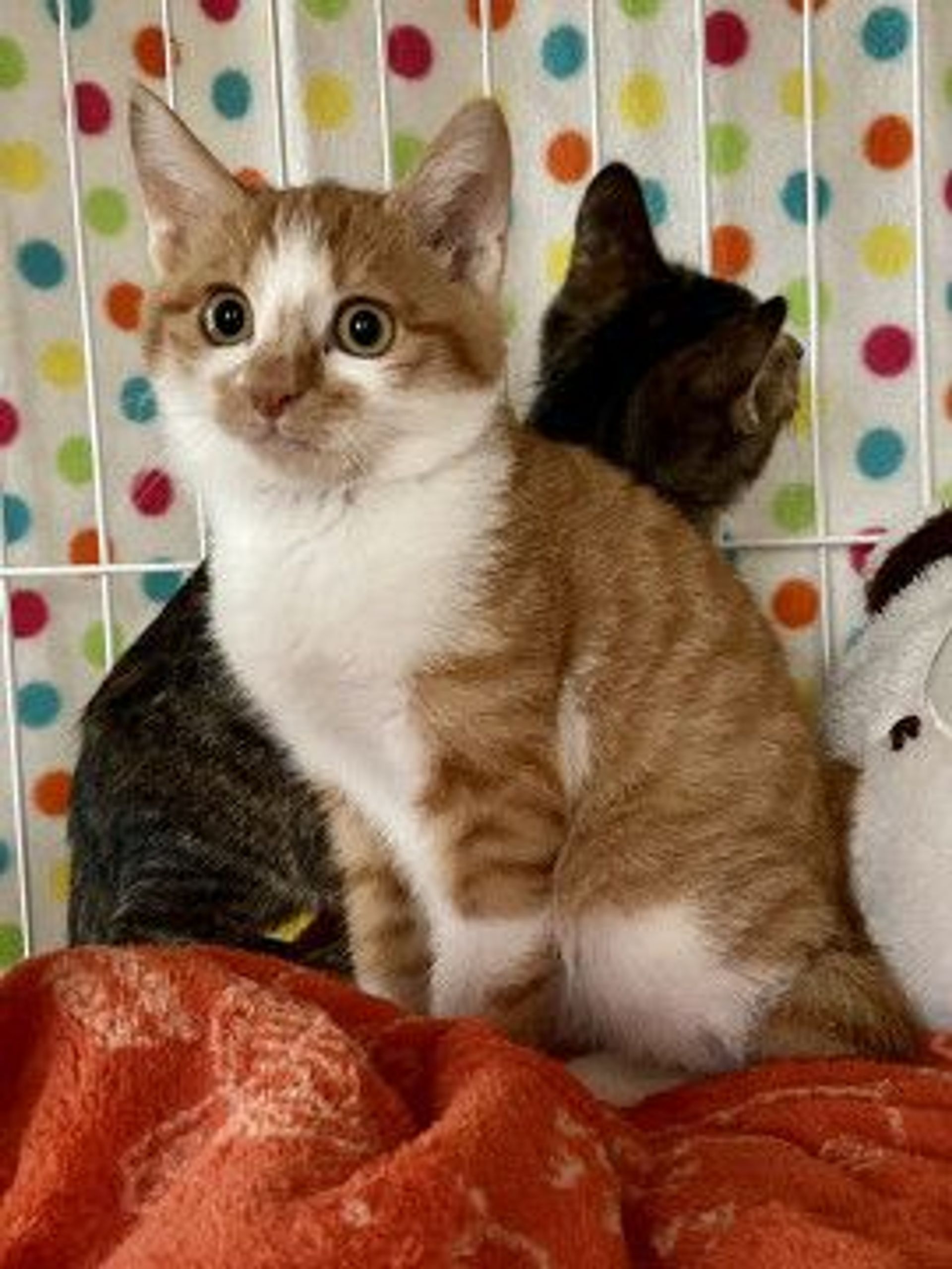 雑種（ミックス猫）・メスの里親募集の写真