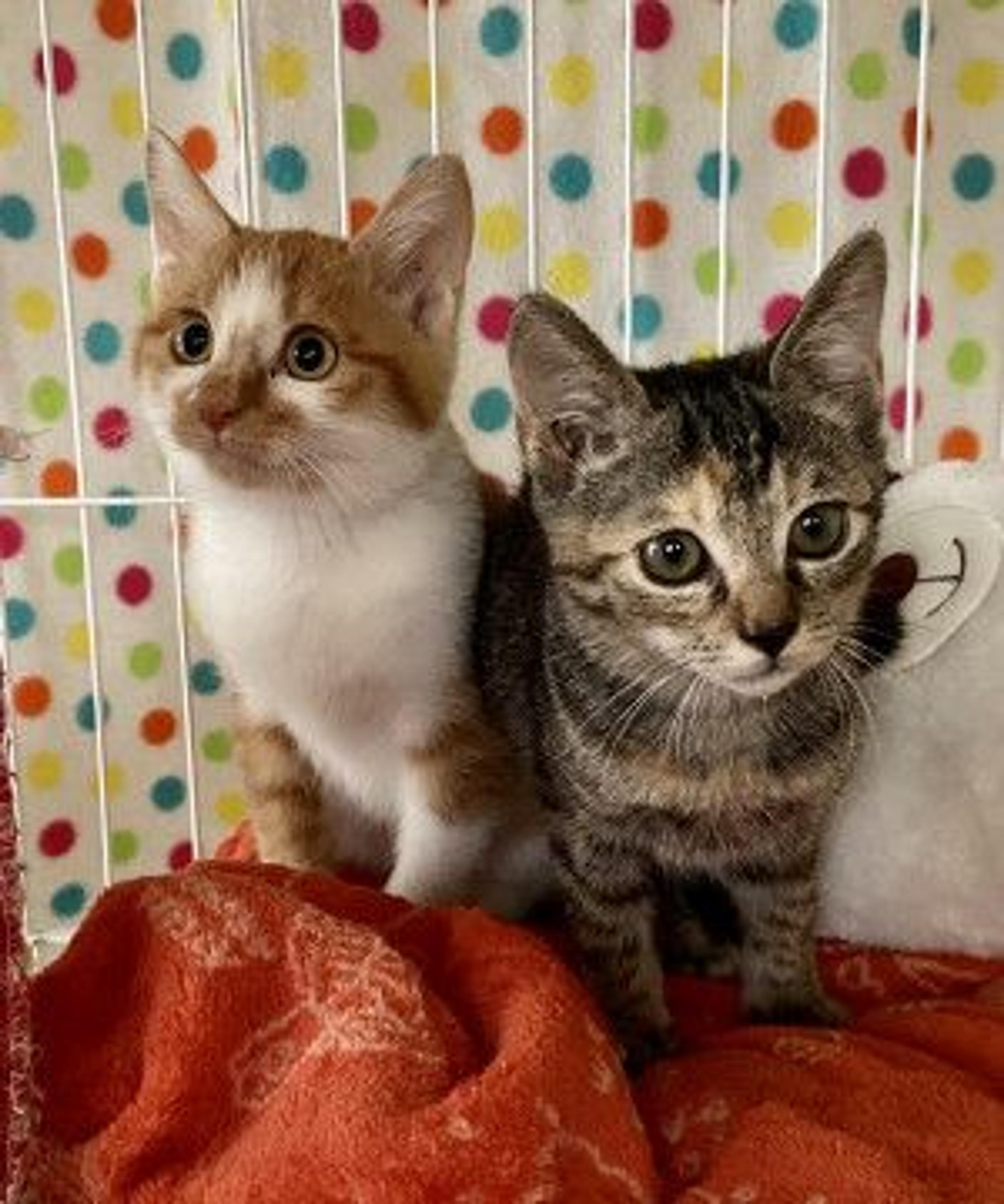 pet-image-4