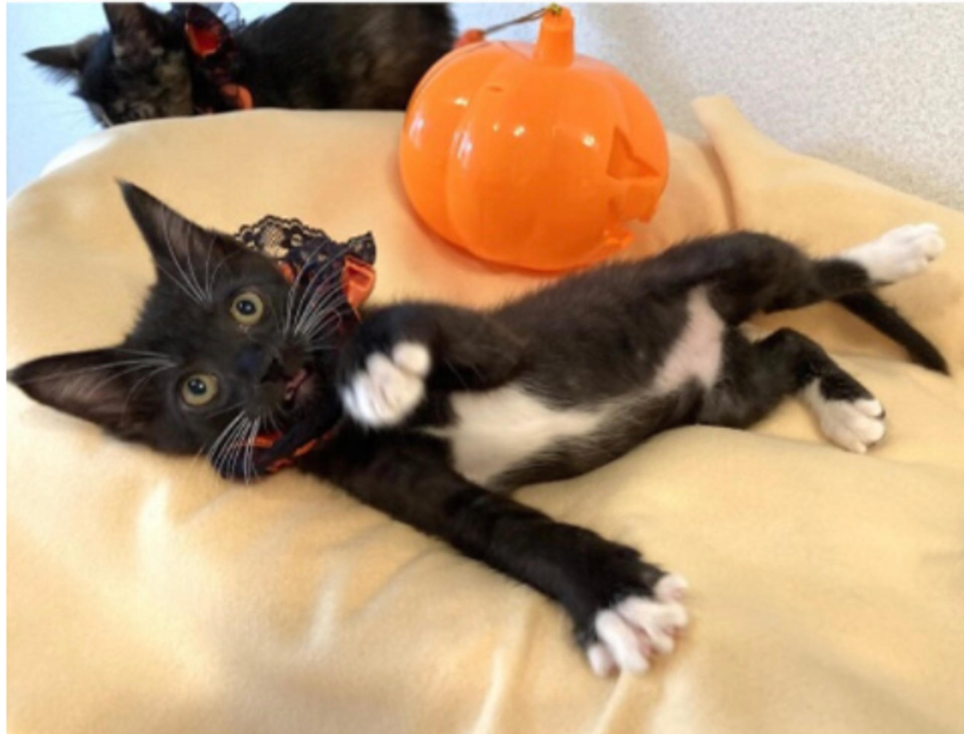 pet-image-2