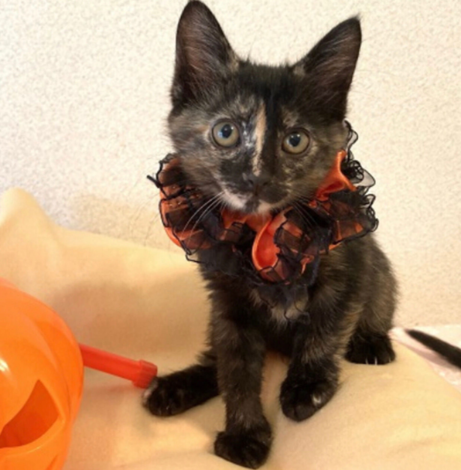 雑種（ミックス猫）・メスの里親募集の写真