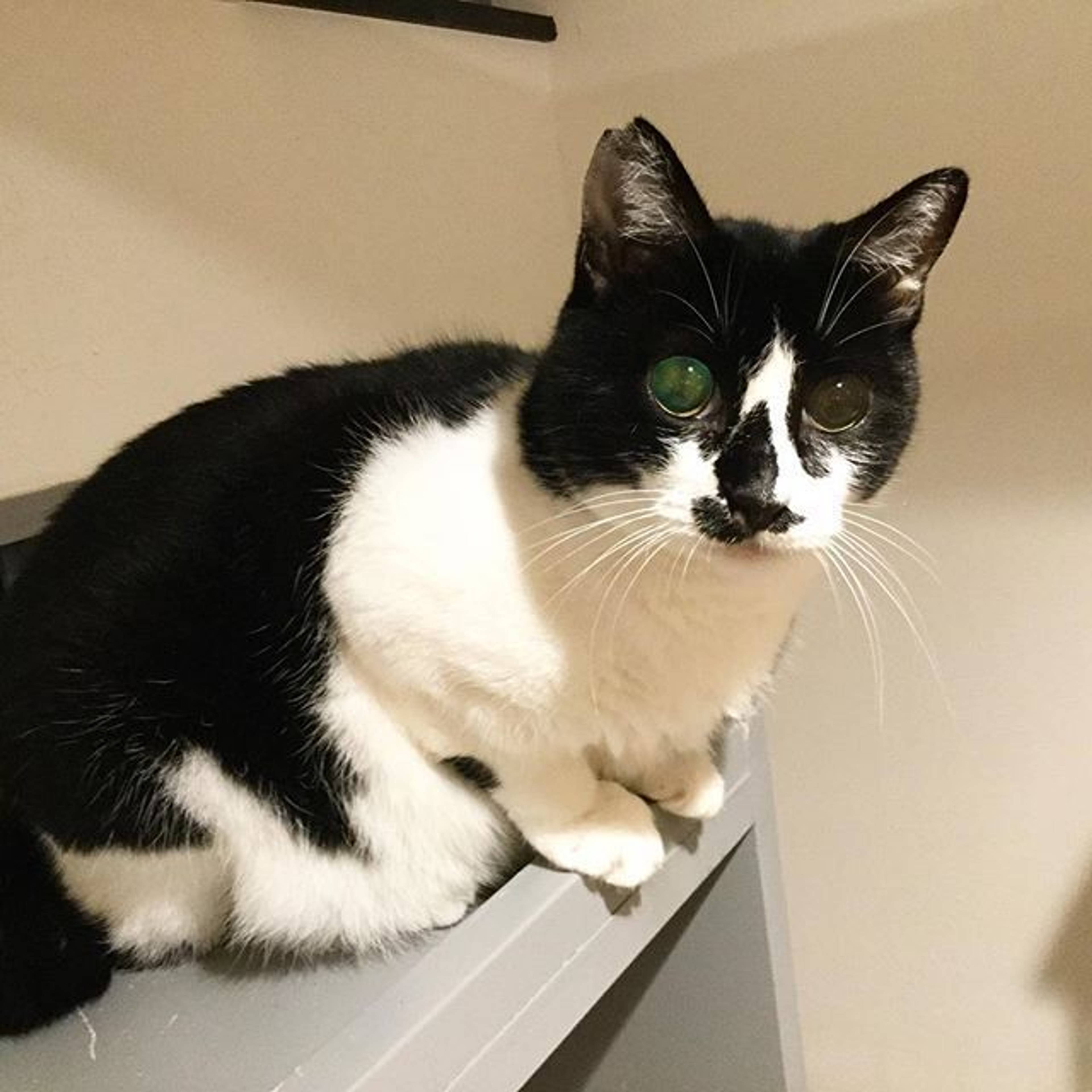 雑種（ミックス猫）・メスの里親募集の写真