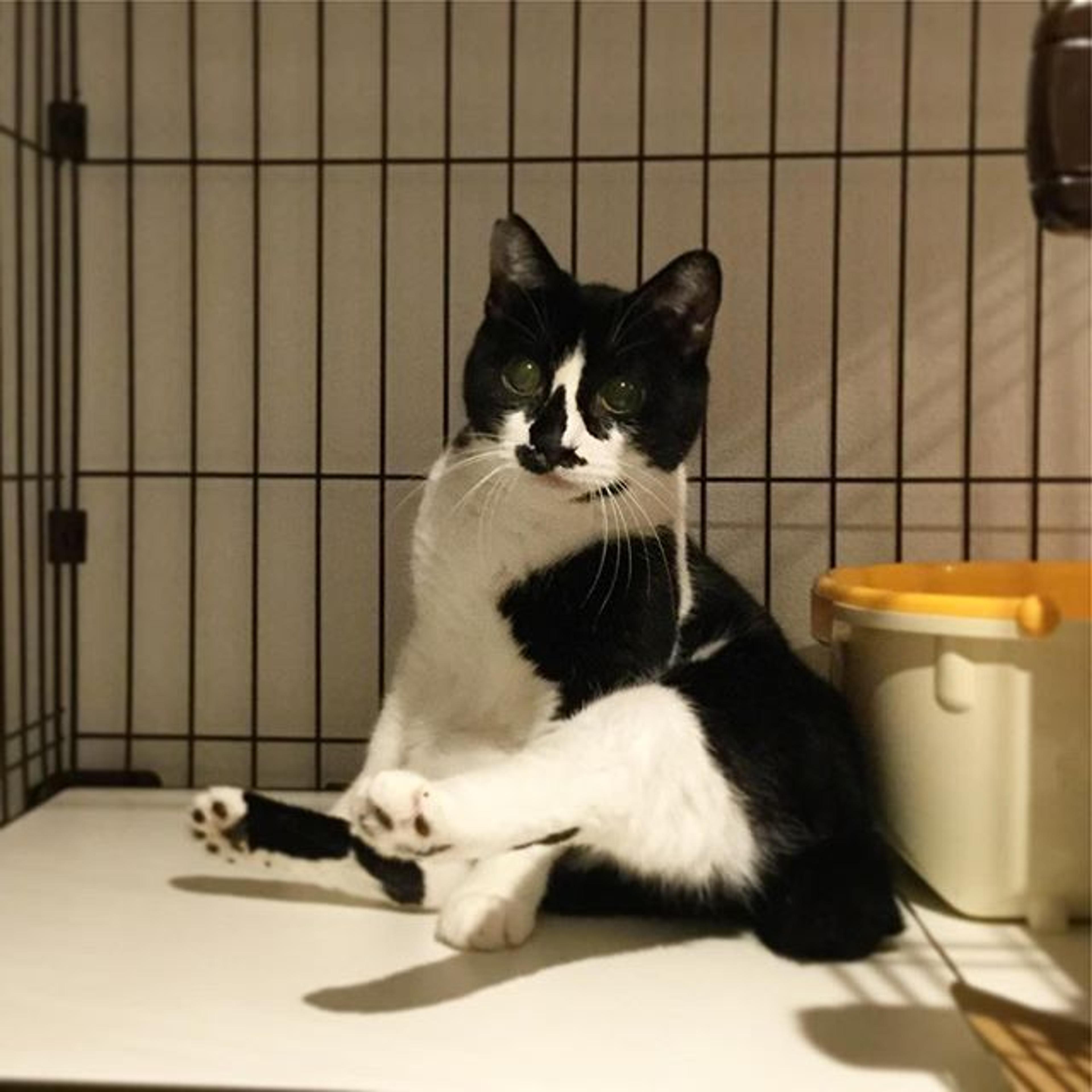 pet-image-2
