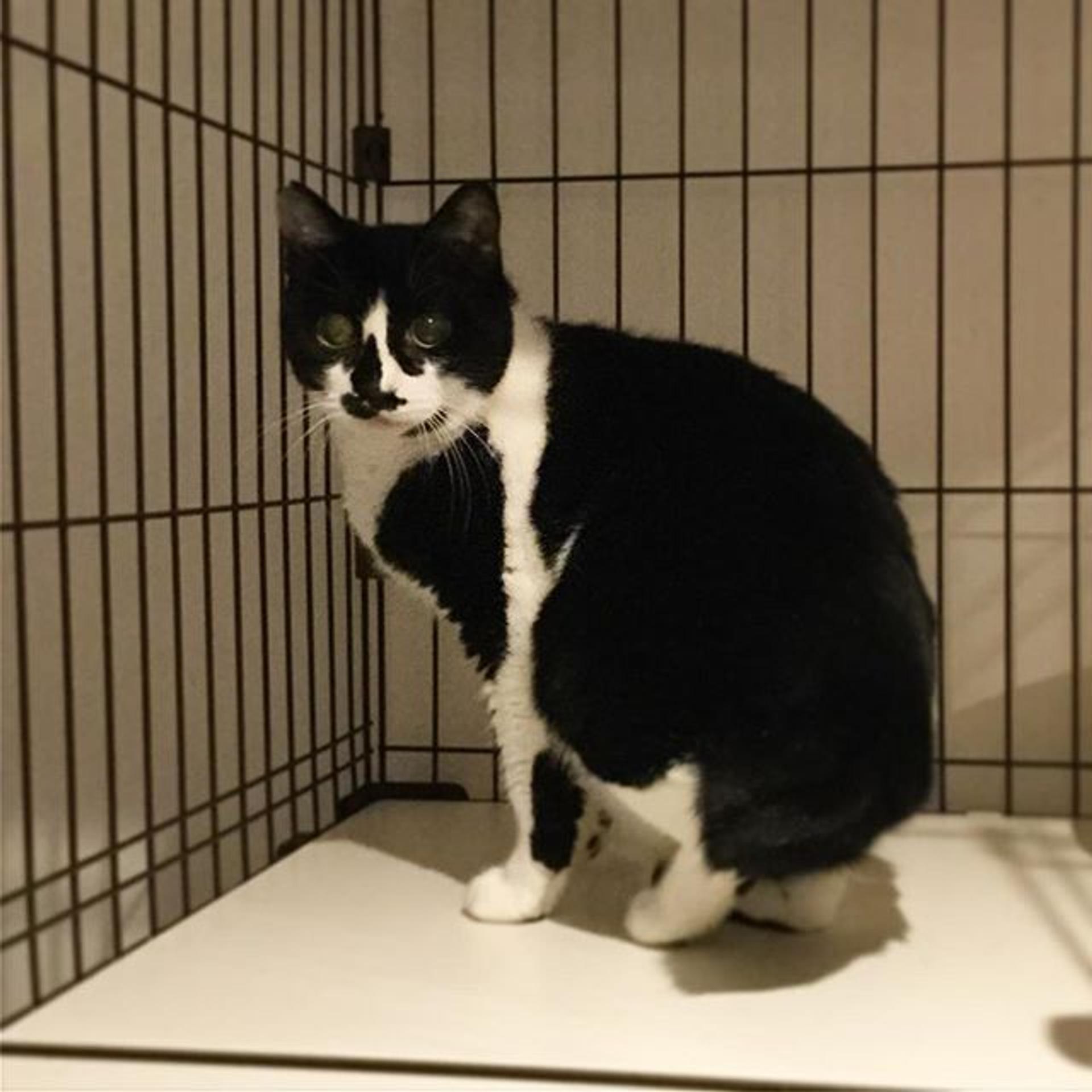 pet-image-3