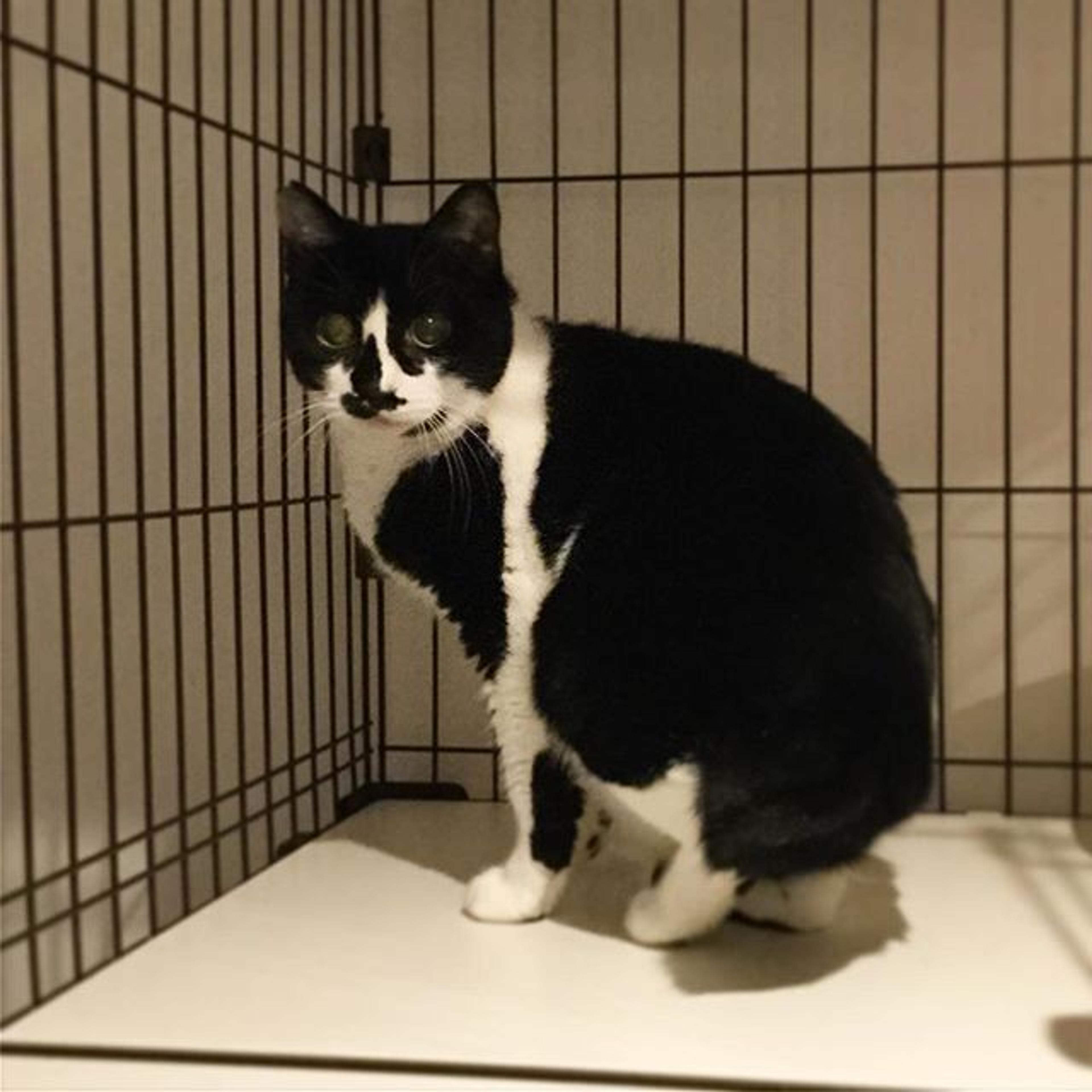 pet-image-3