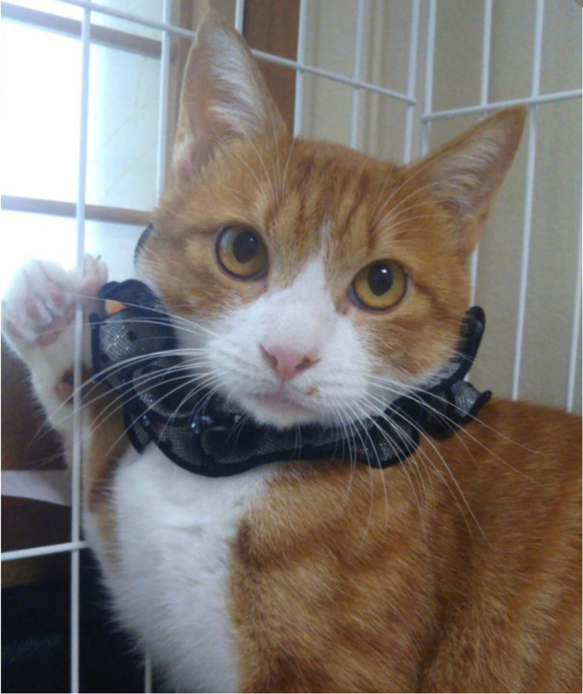 雑種（ミックス猫）・オスの里親募集の写真