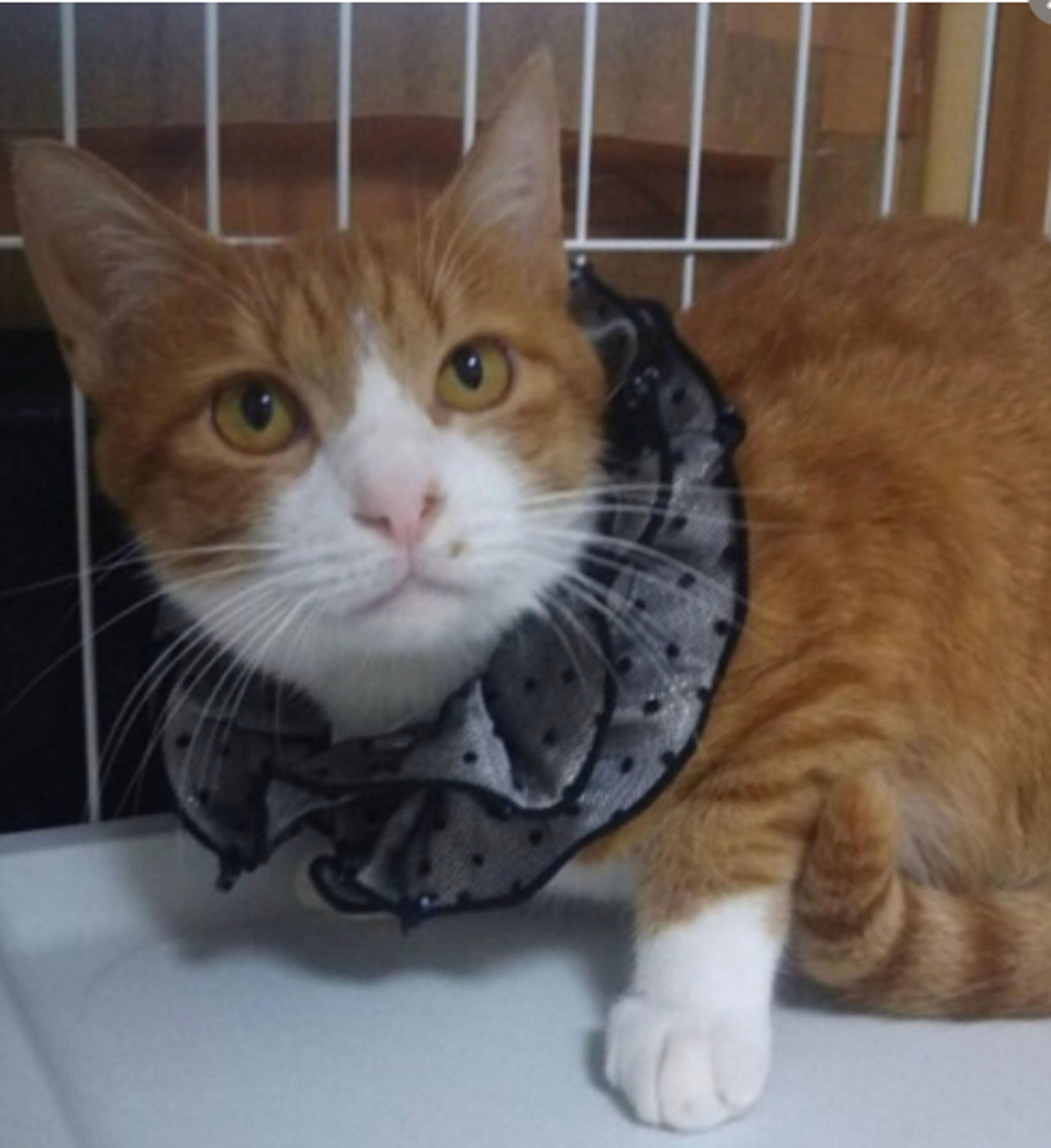 pet-image-2