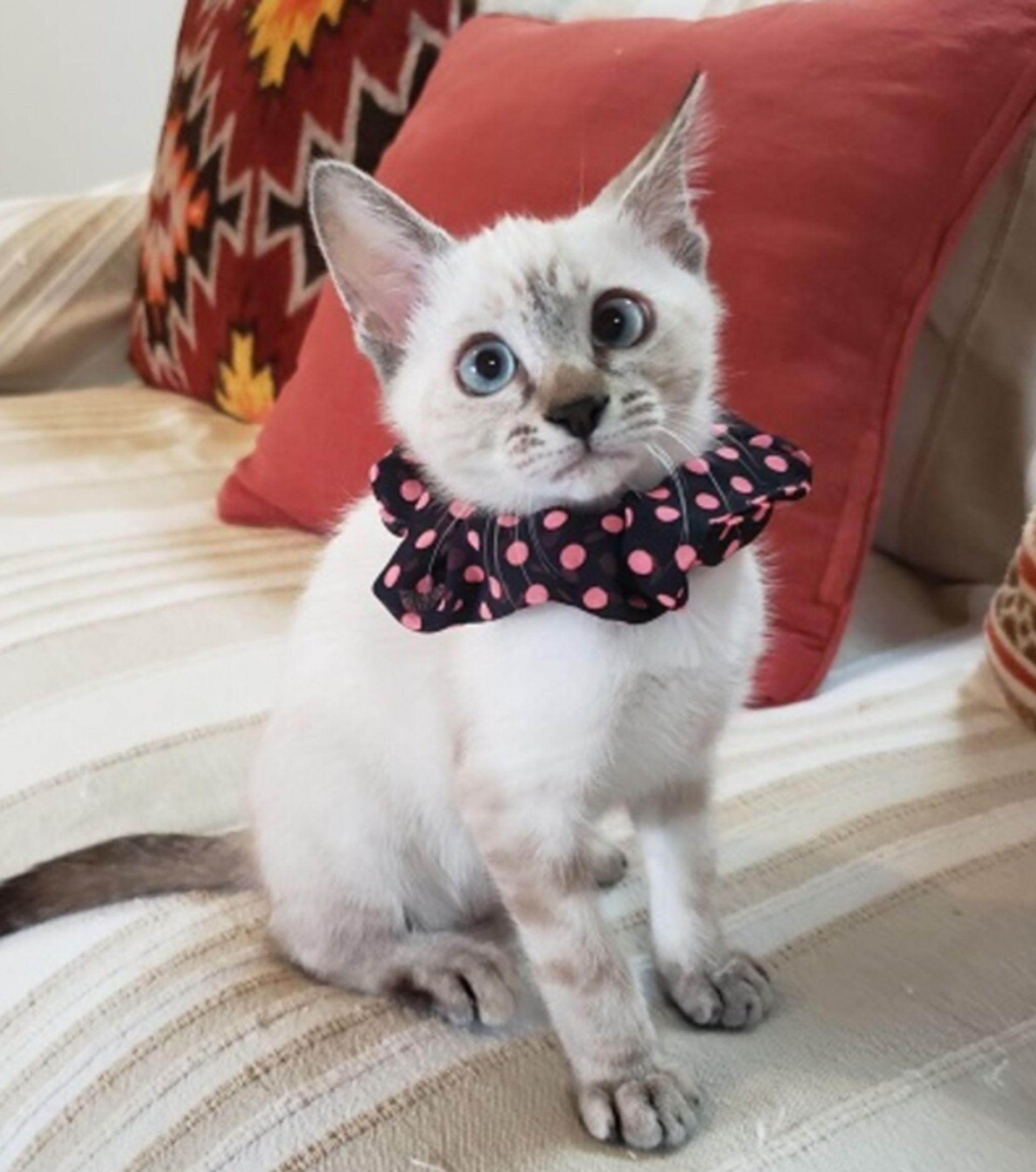 雑種（ミックス猫）・メスの里親募集の写真
