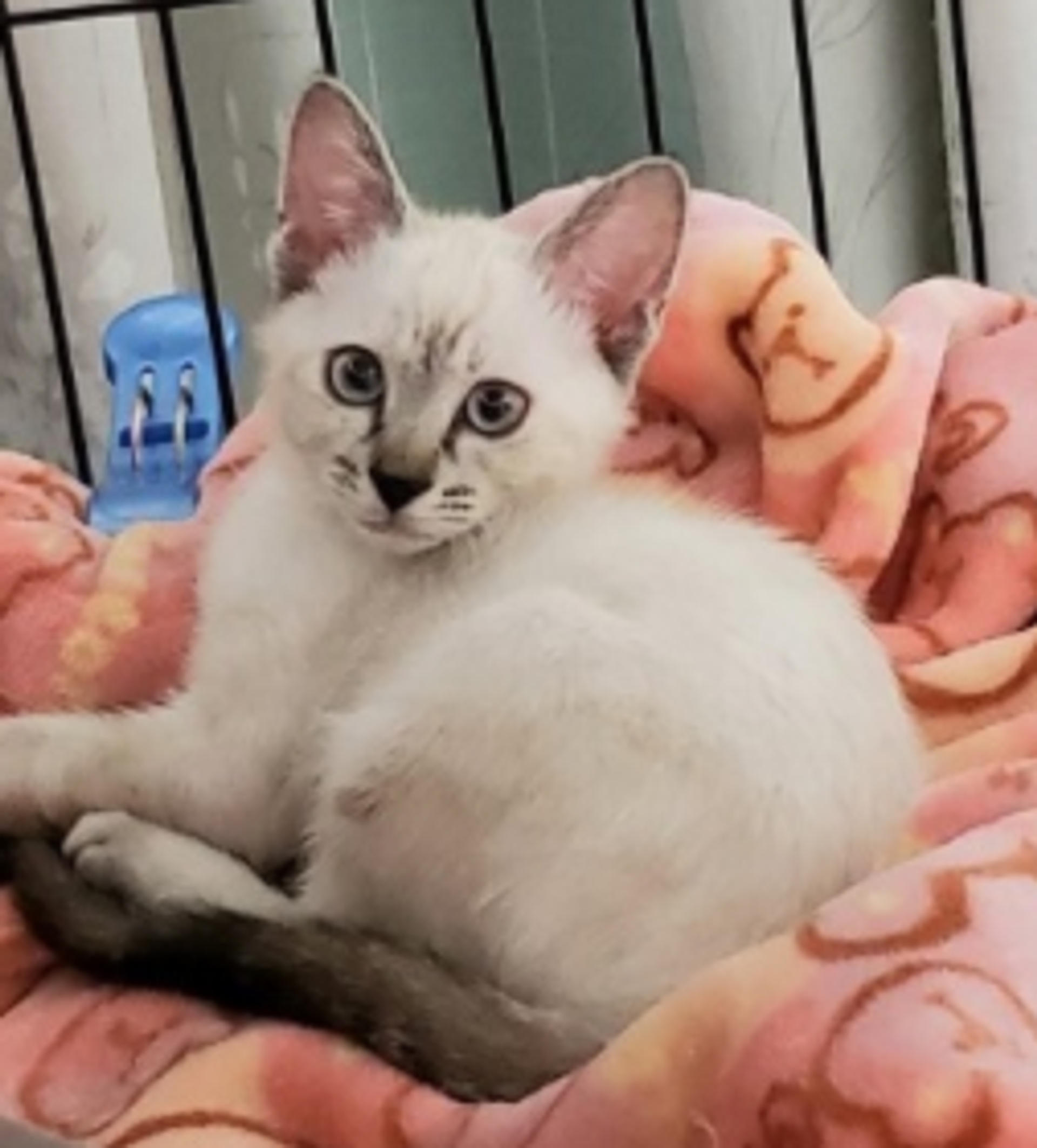 pet-image-3