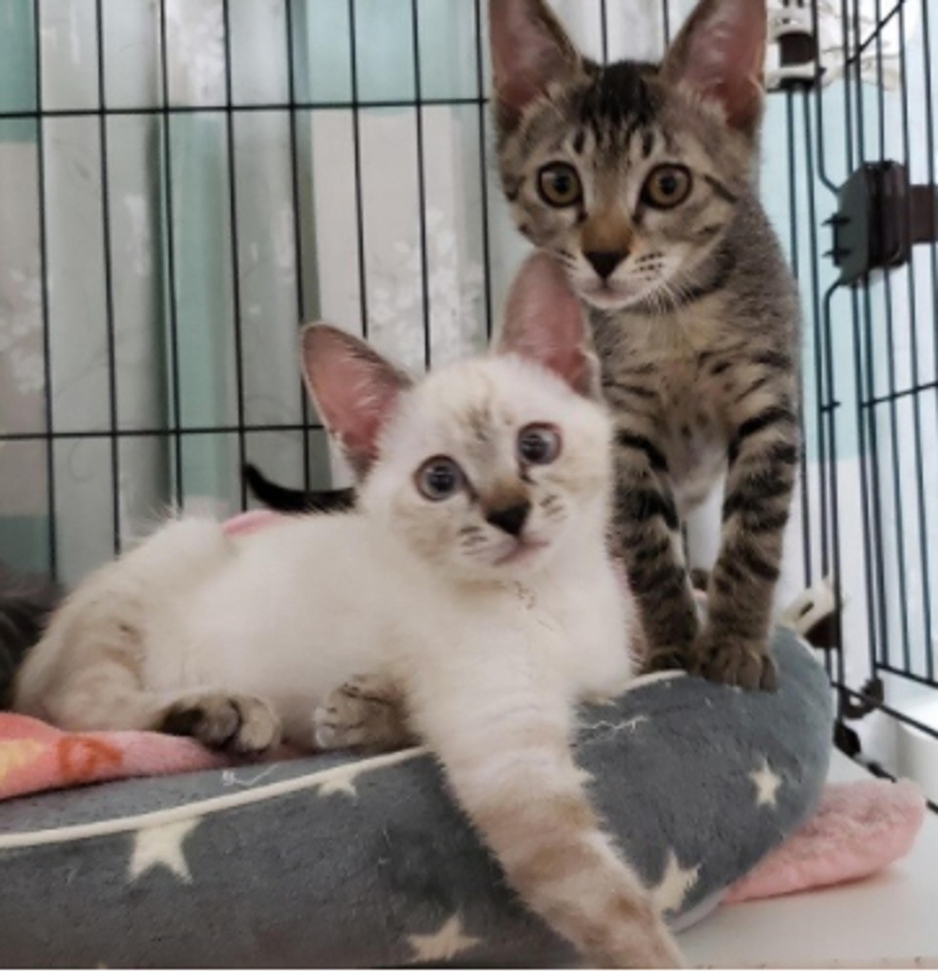 pet-image-4