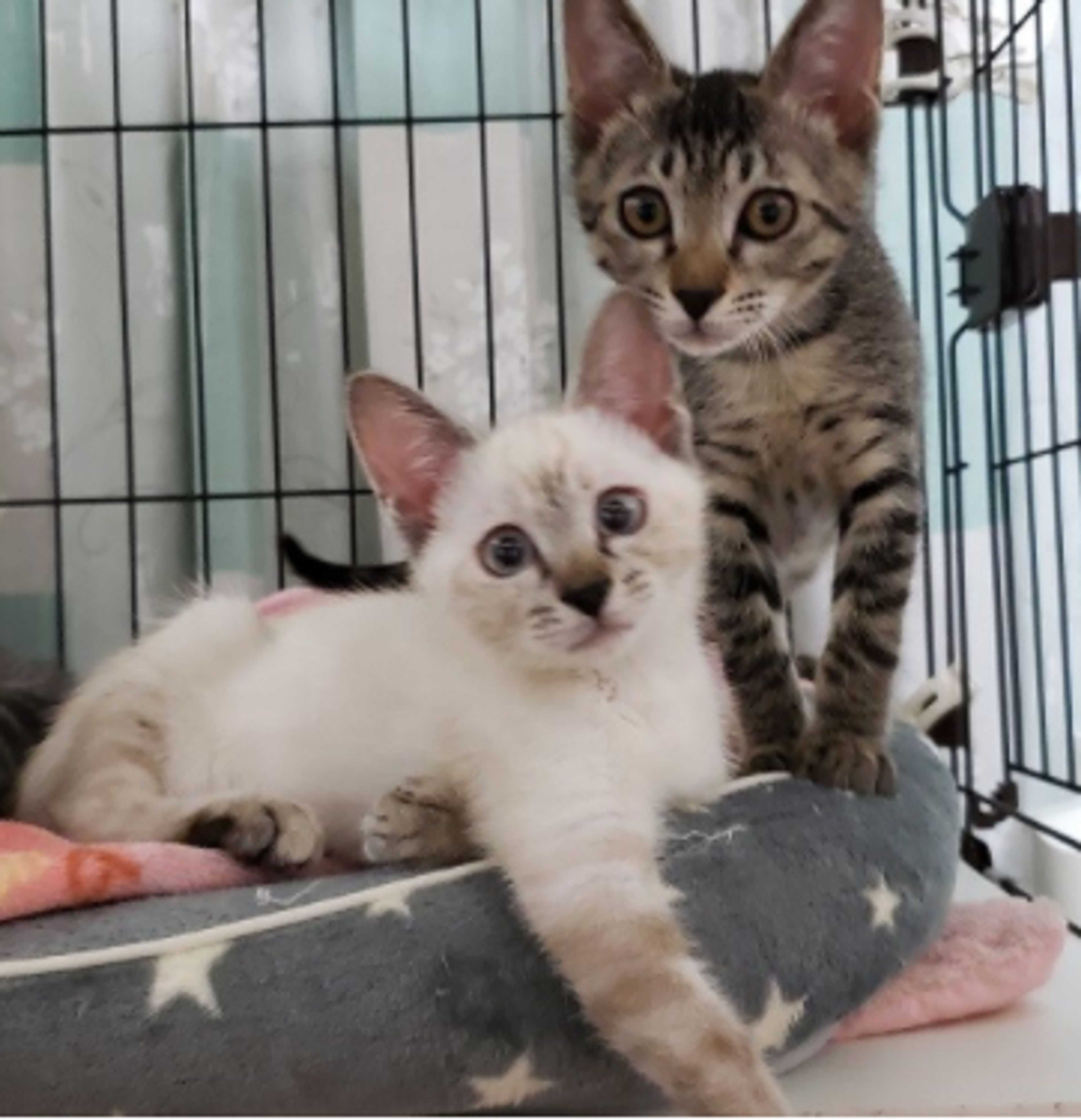 pet-image-4