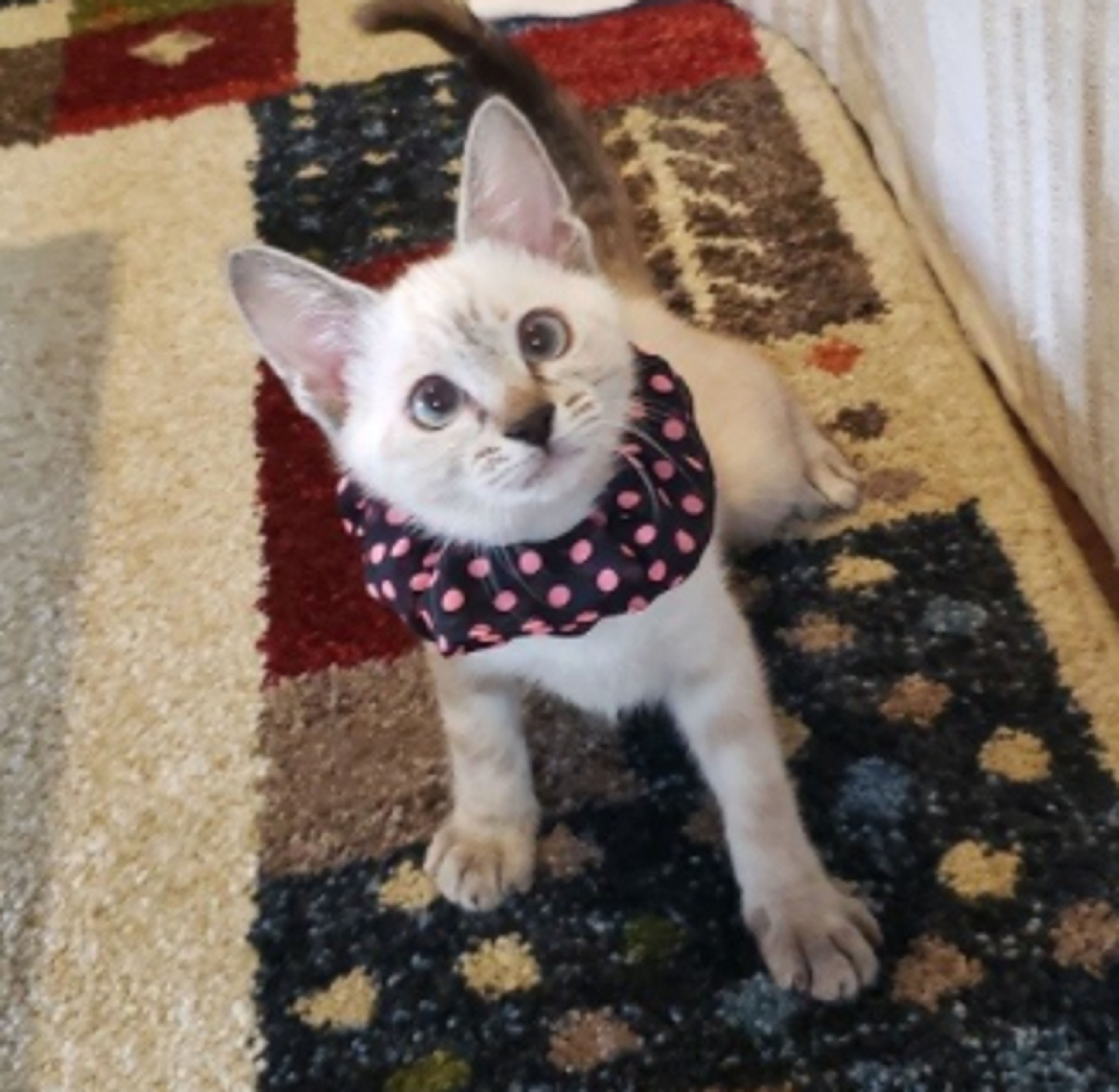 pet-image-5