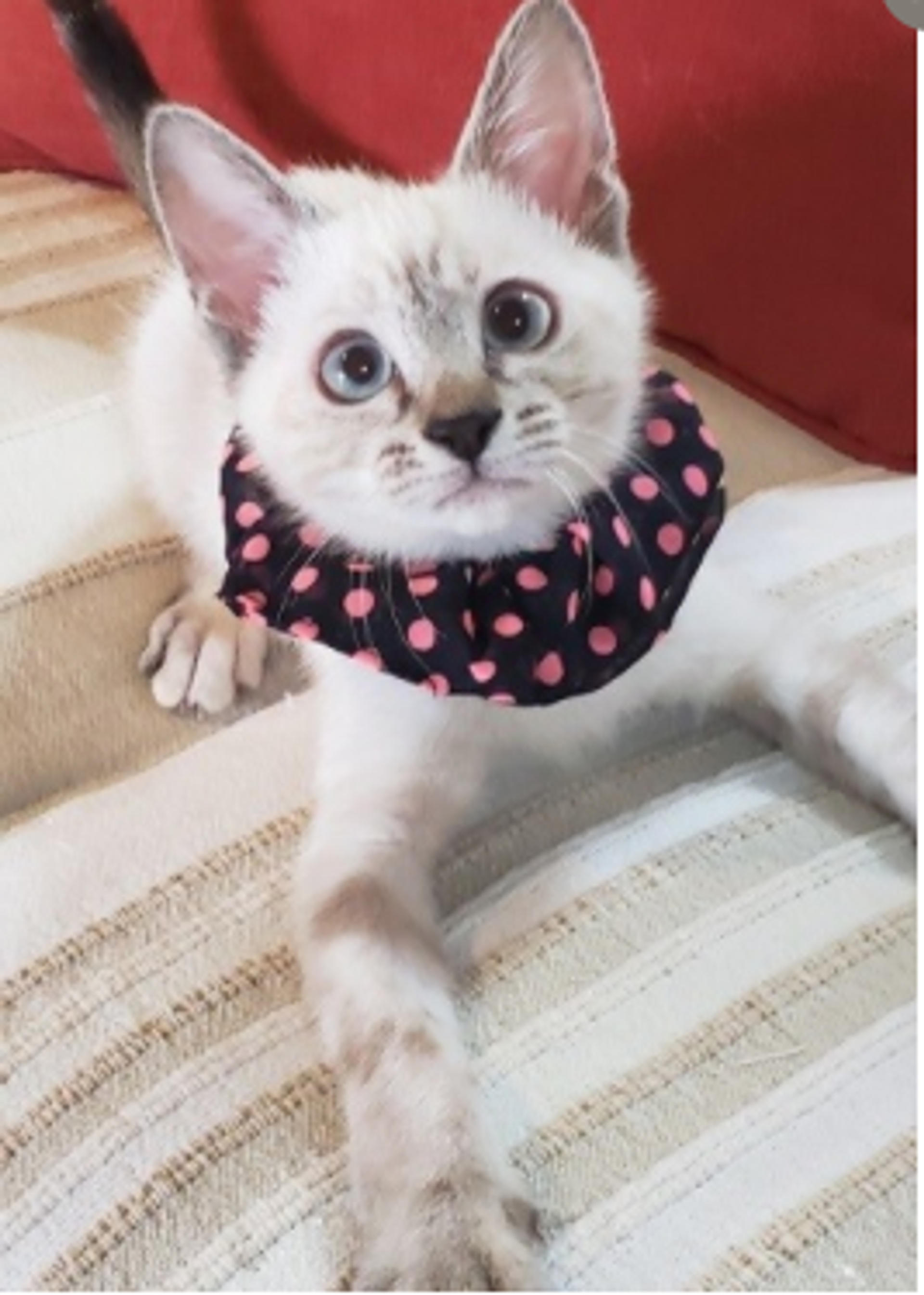 pet-image-6