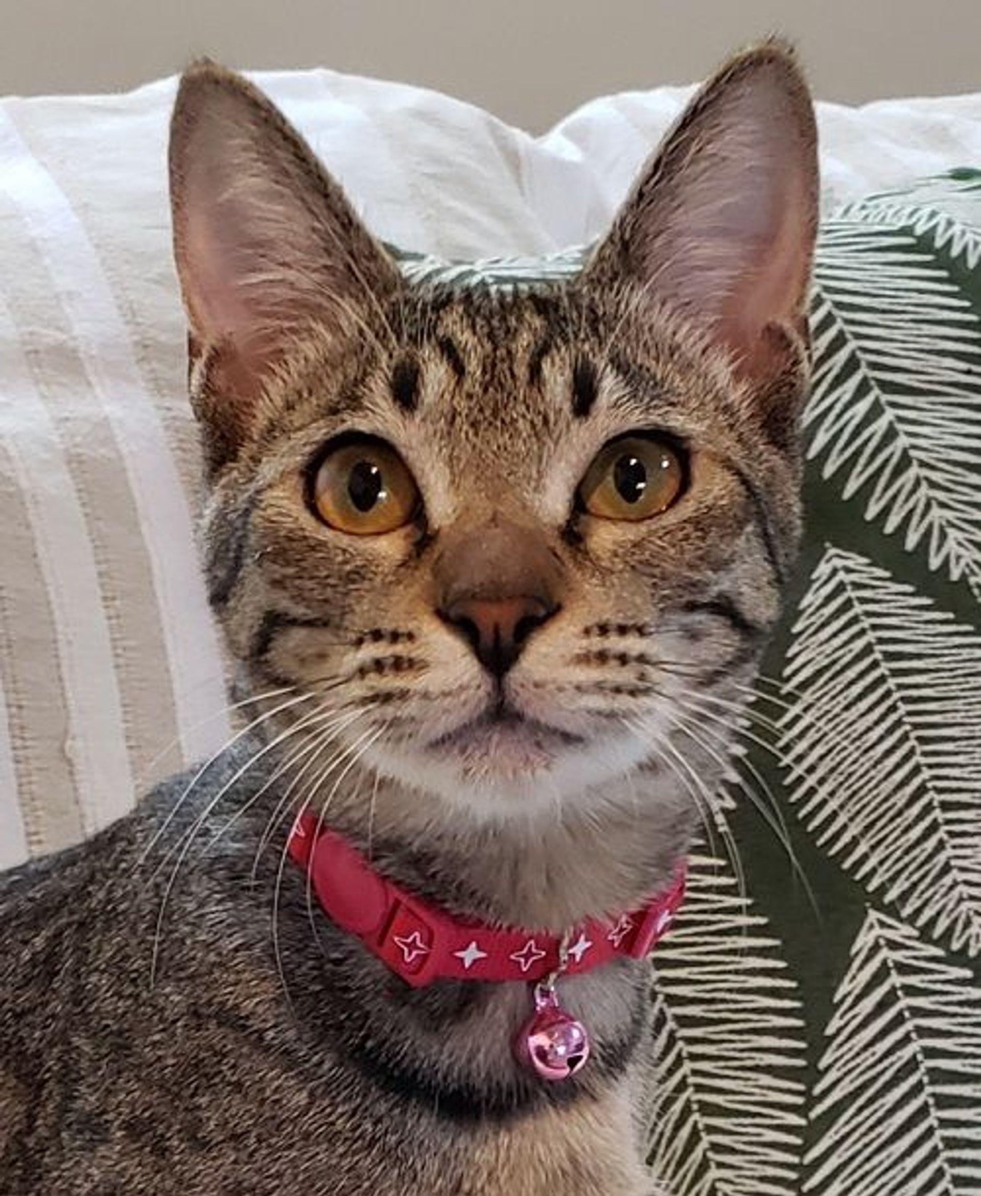 雑種（ミックス猫）・メスの里親募集の写真