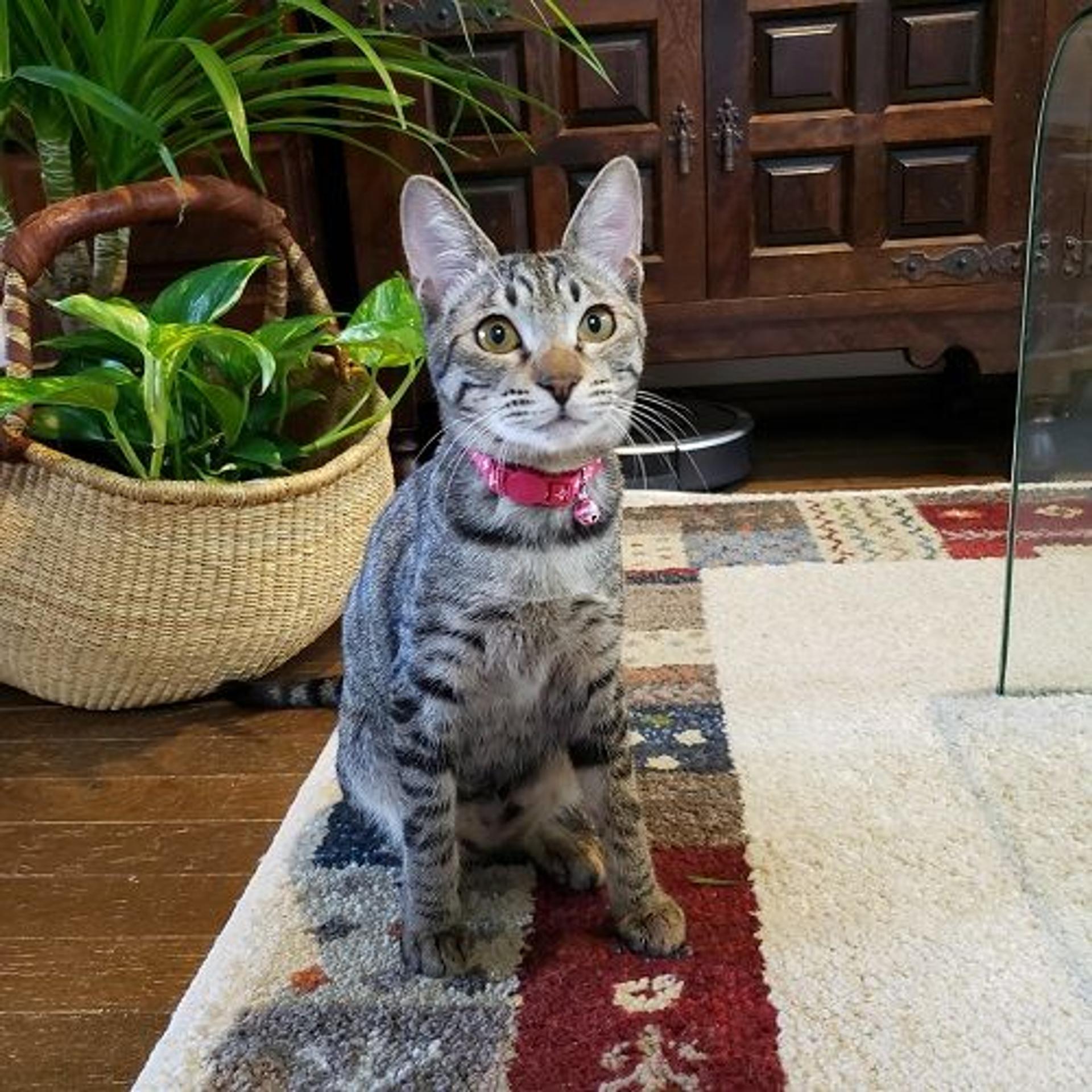 pet-image-2